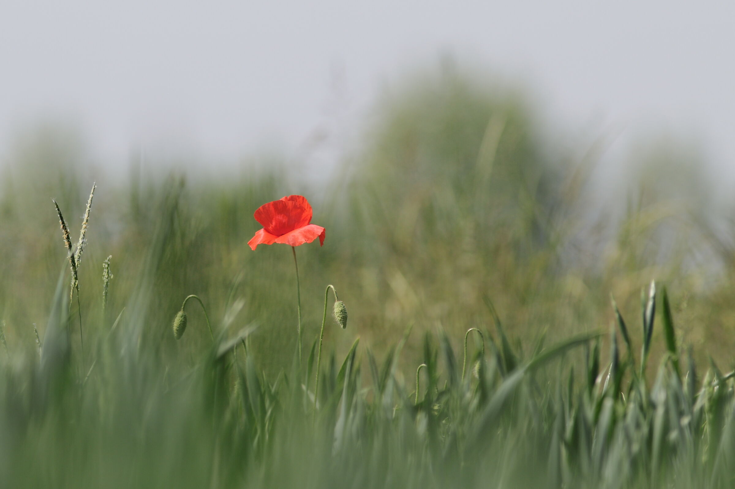 Poppies