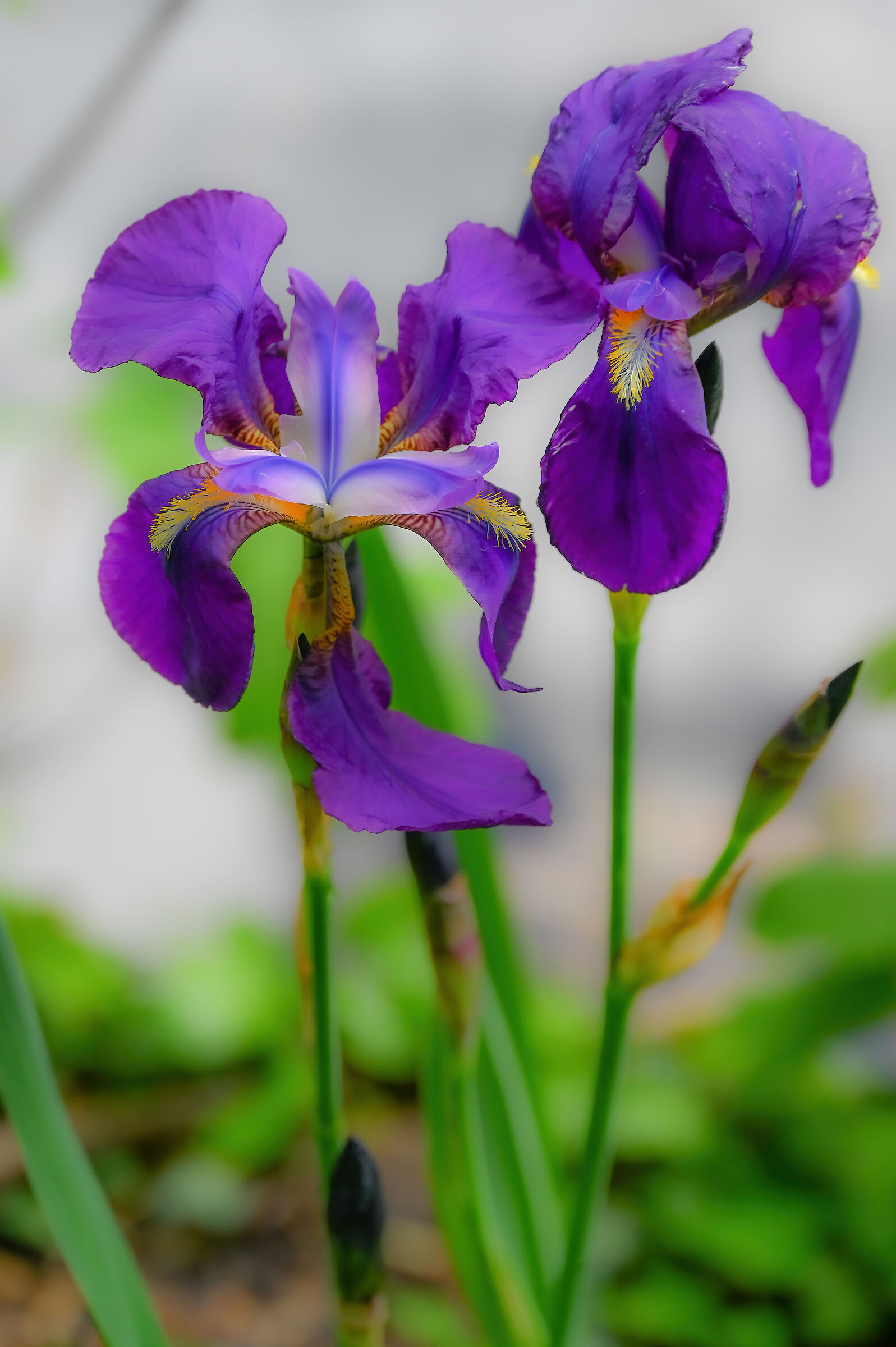 Iris