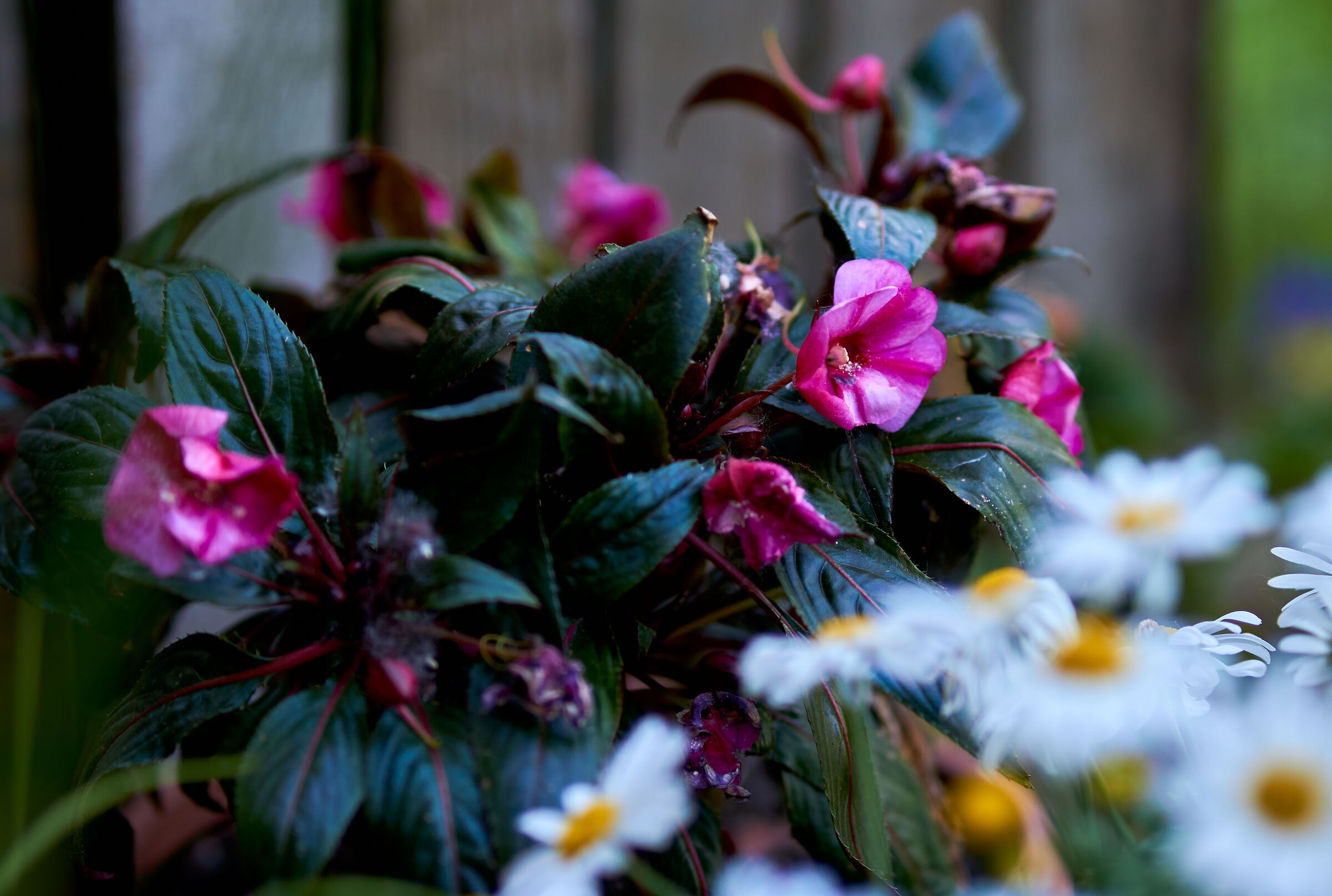 A little color in life never hurts