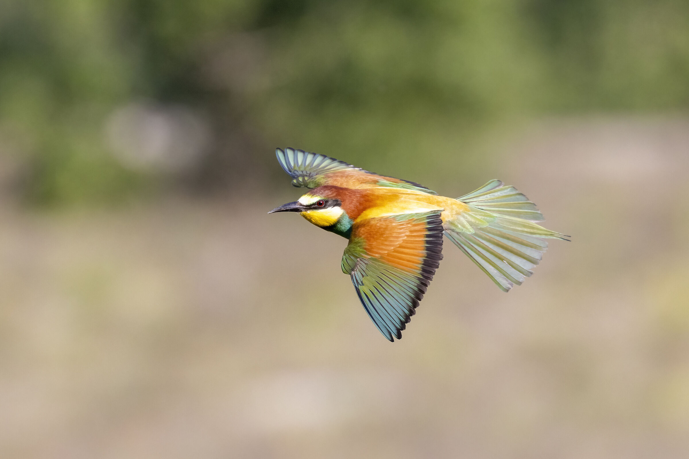In flight