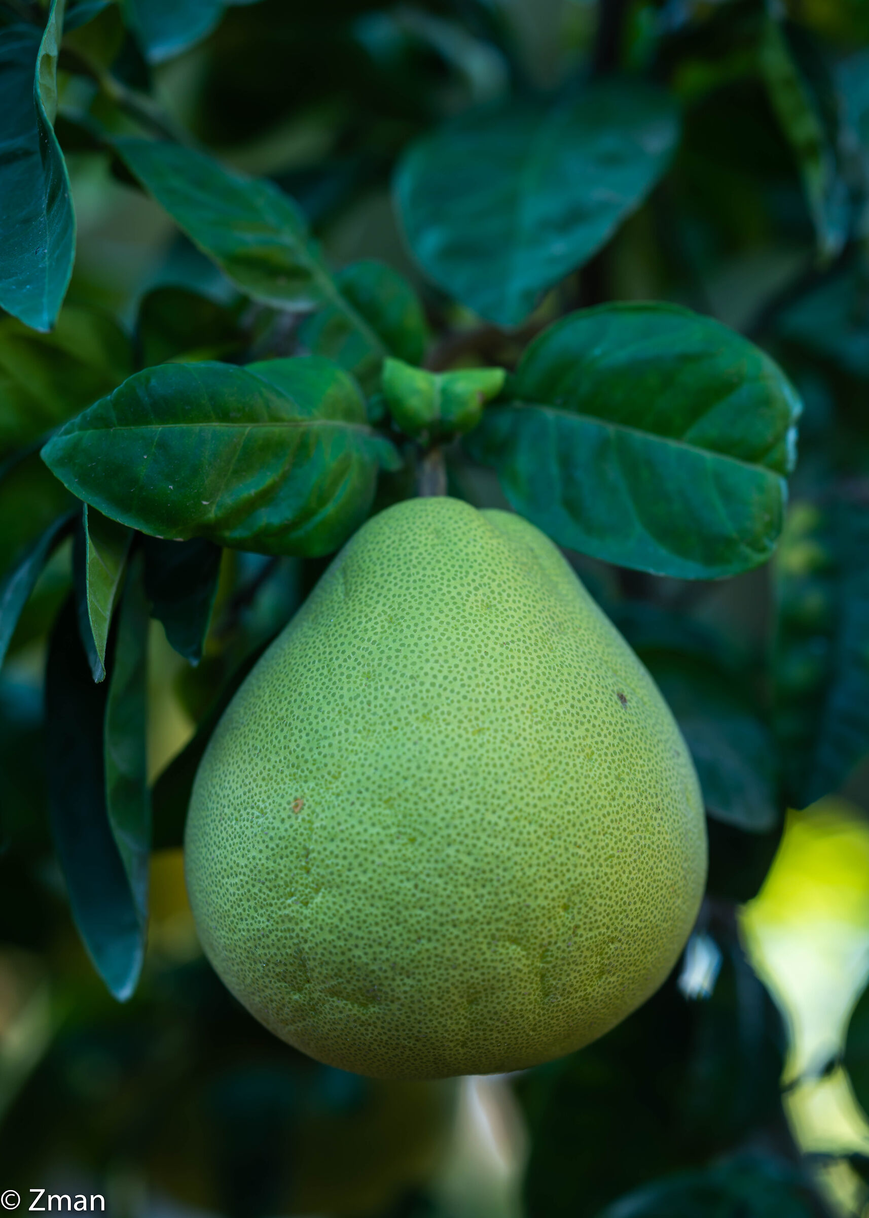 Bumaleh Orange