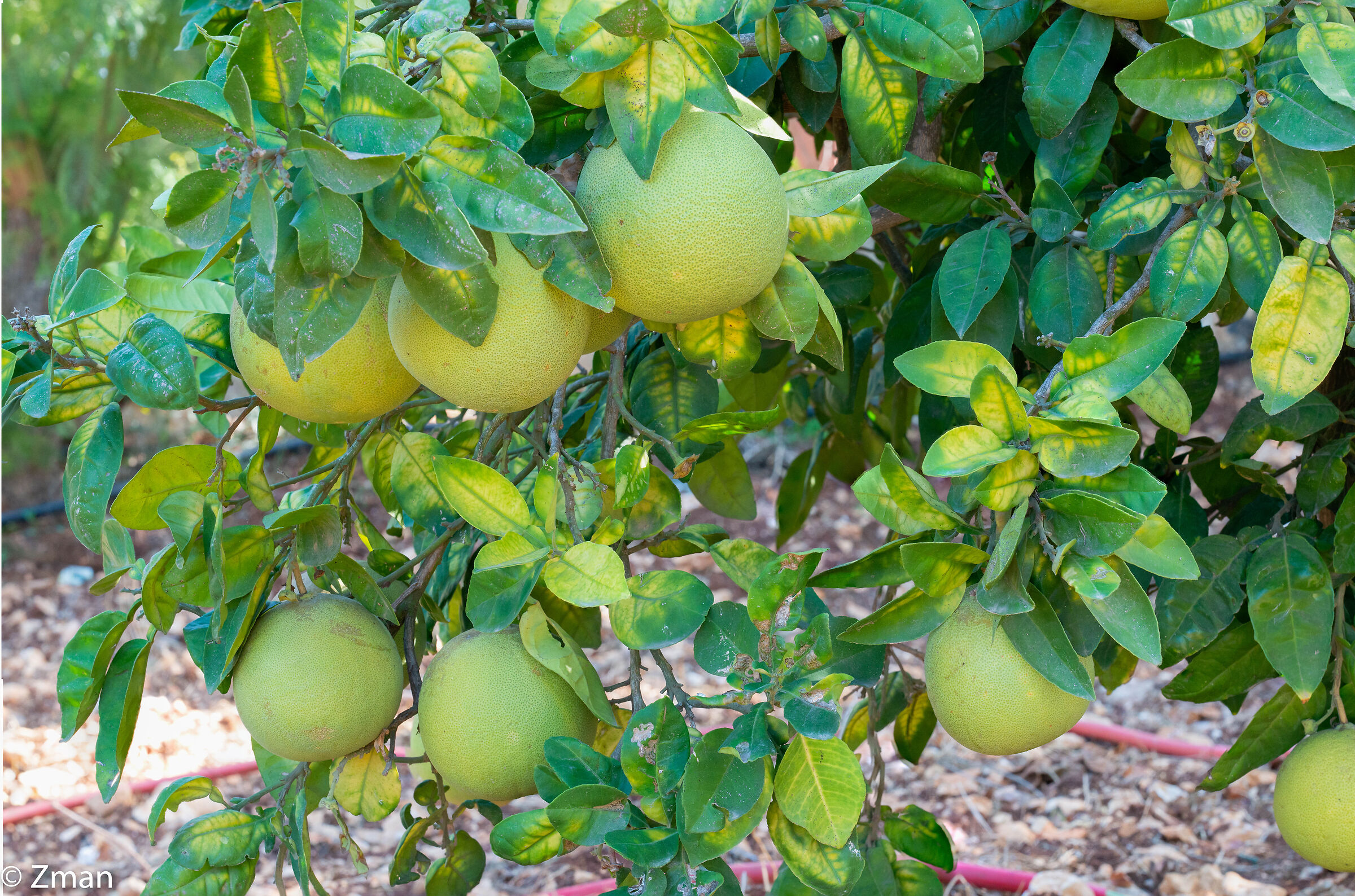 Citrus Tree