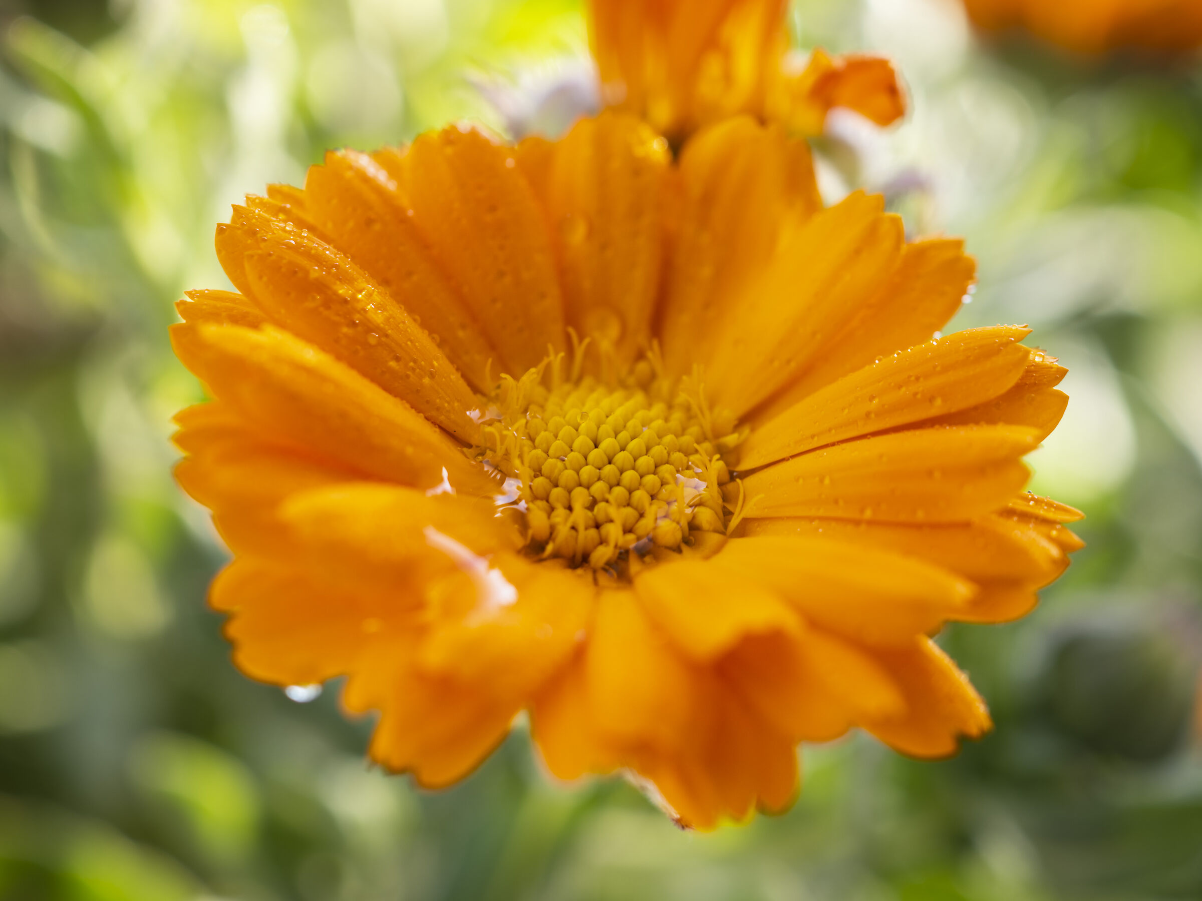 Fiore Calendula