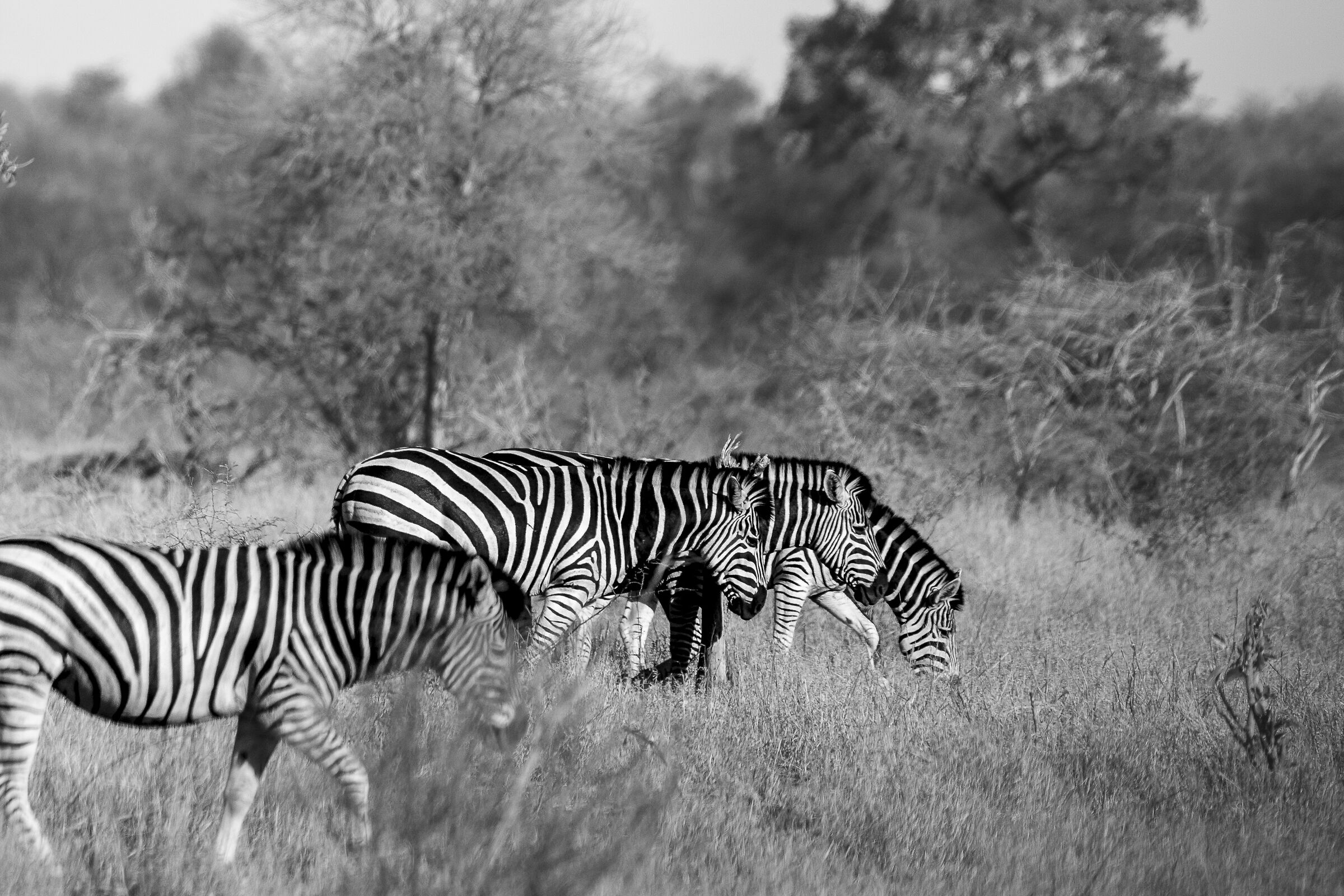 Zebre