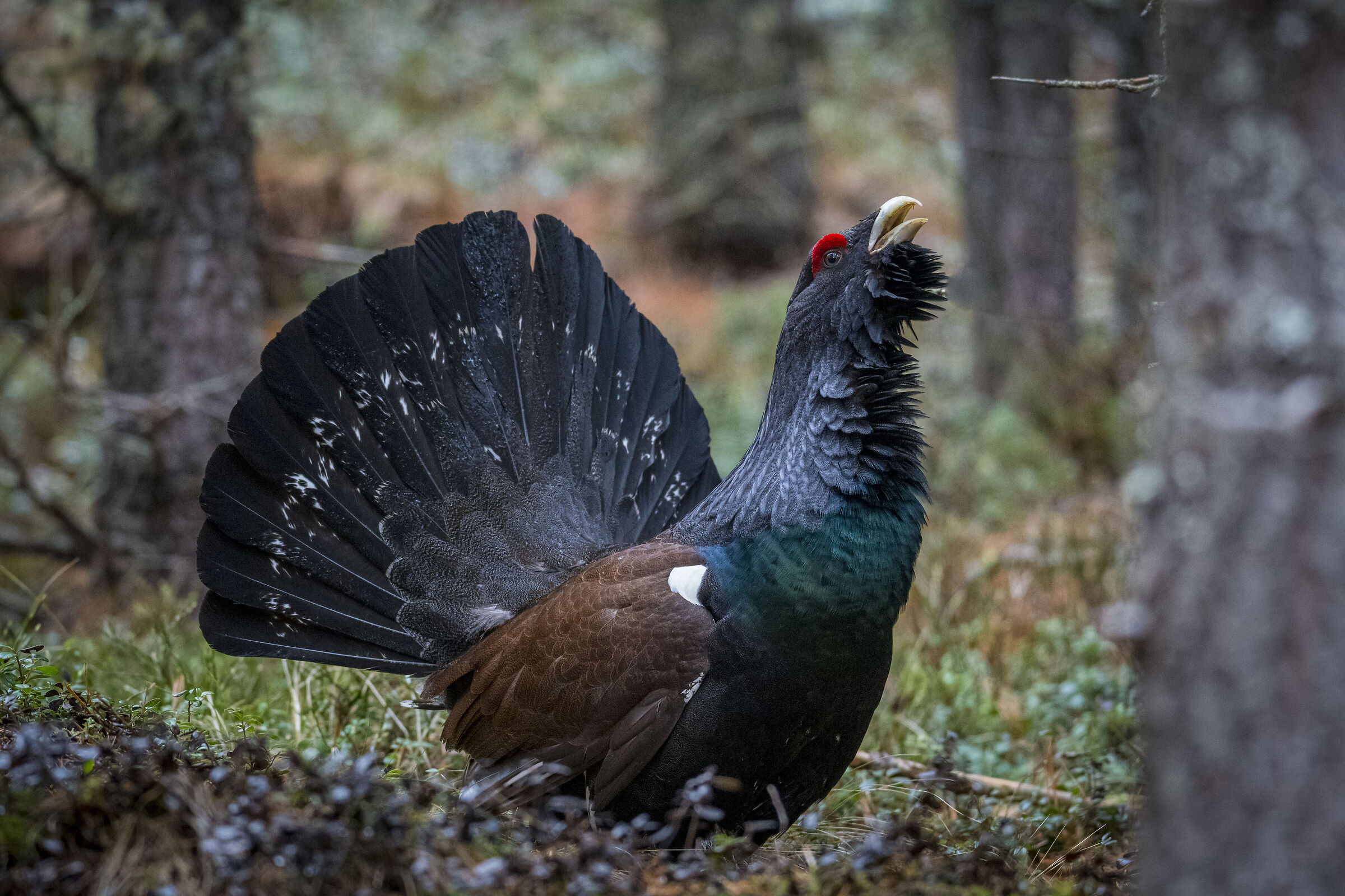 Gallo cedrone