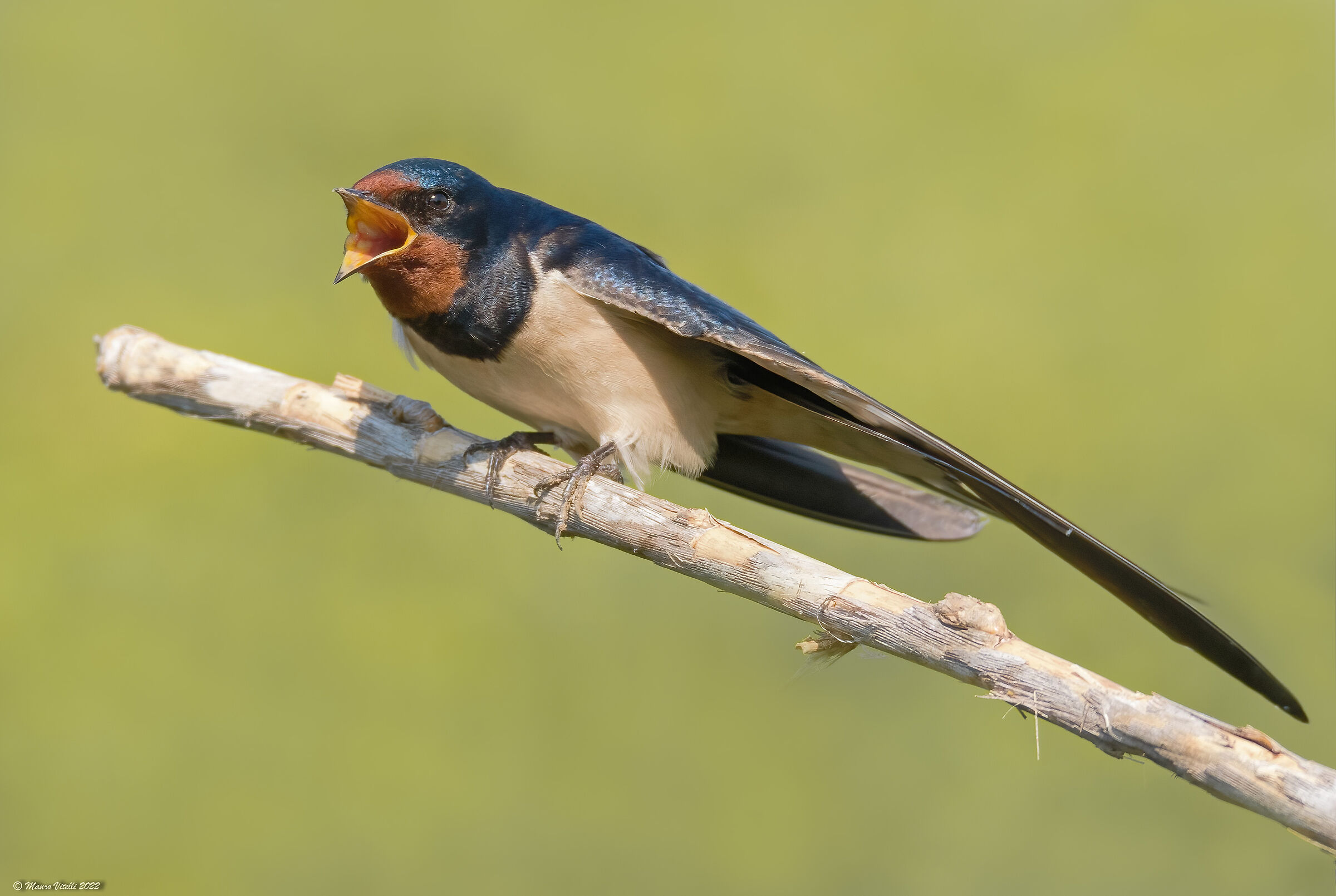 Swallow (Hirundo rustica)