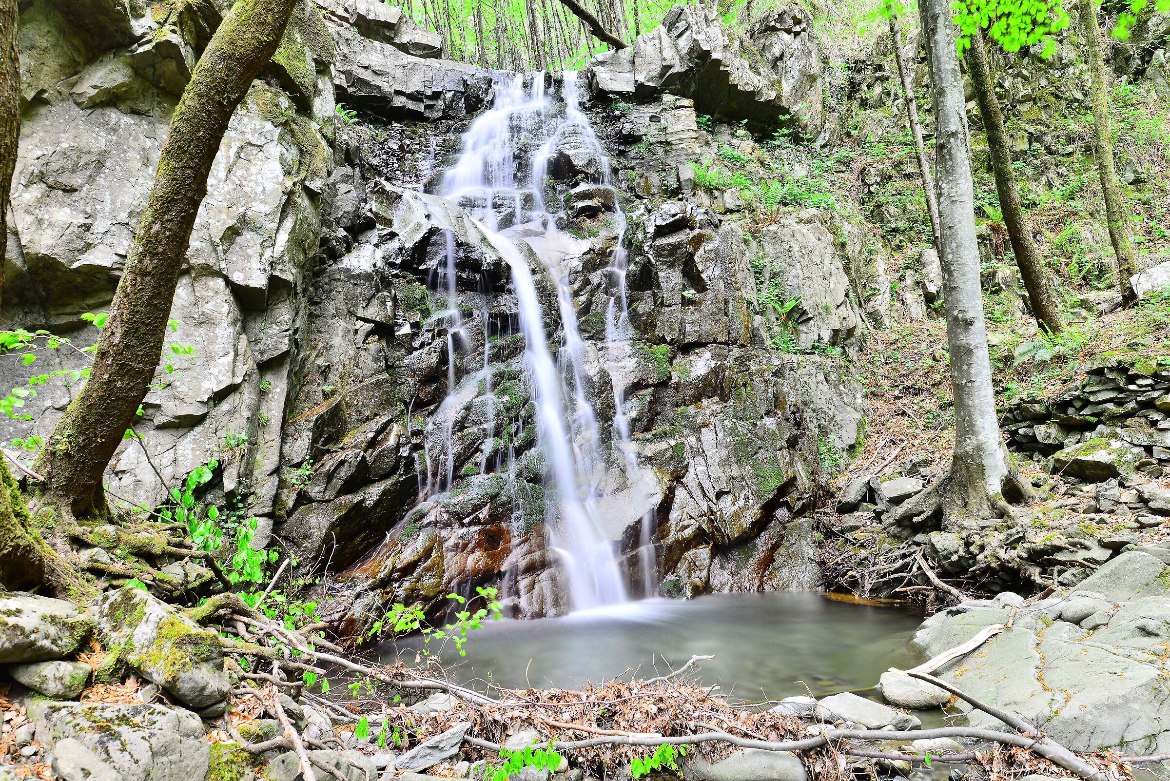 Torrent Tanagorda