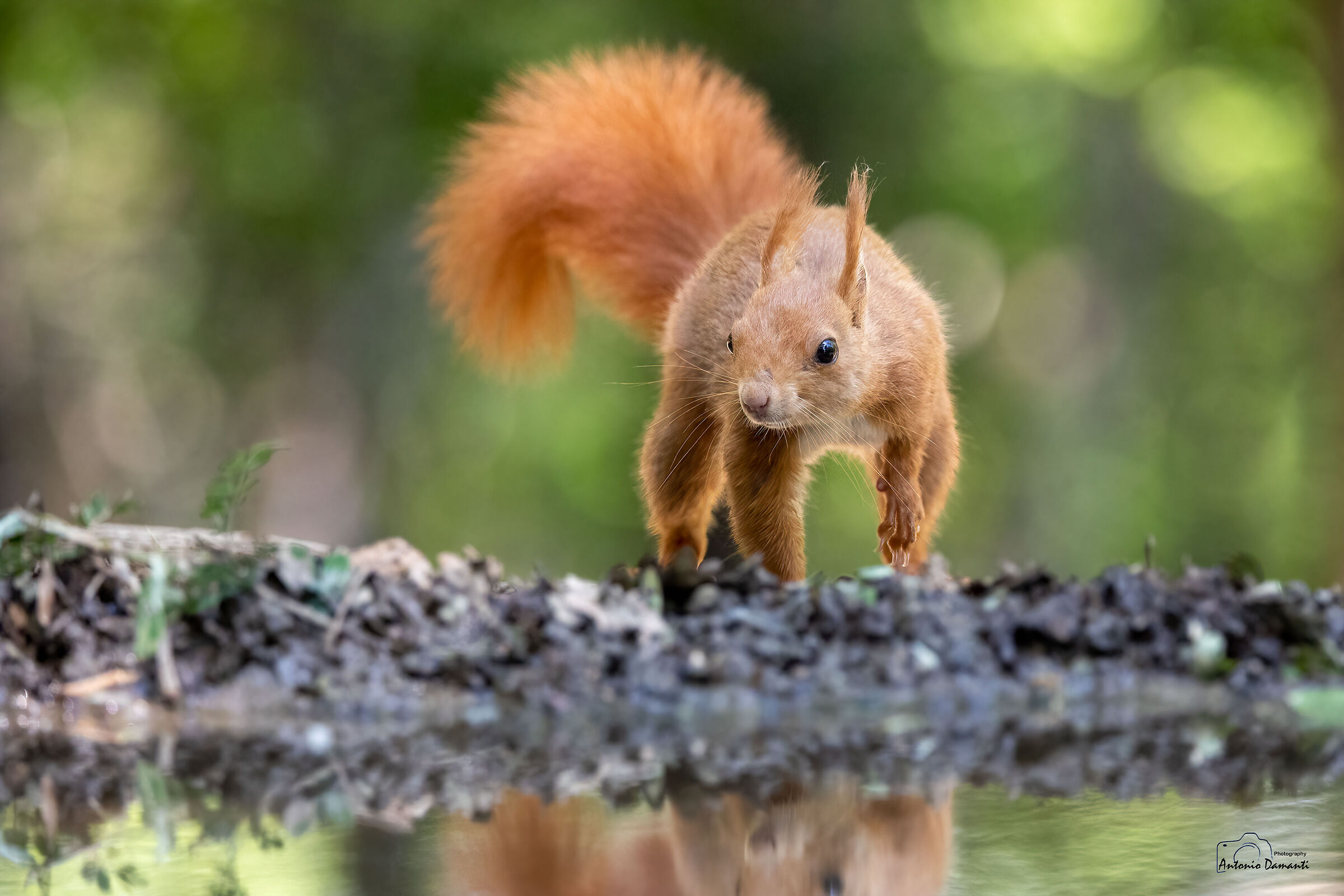 Running red squirrel