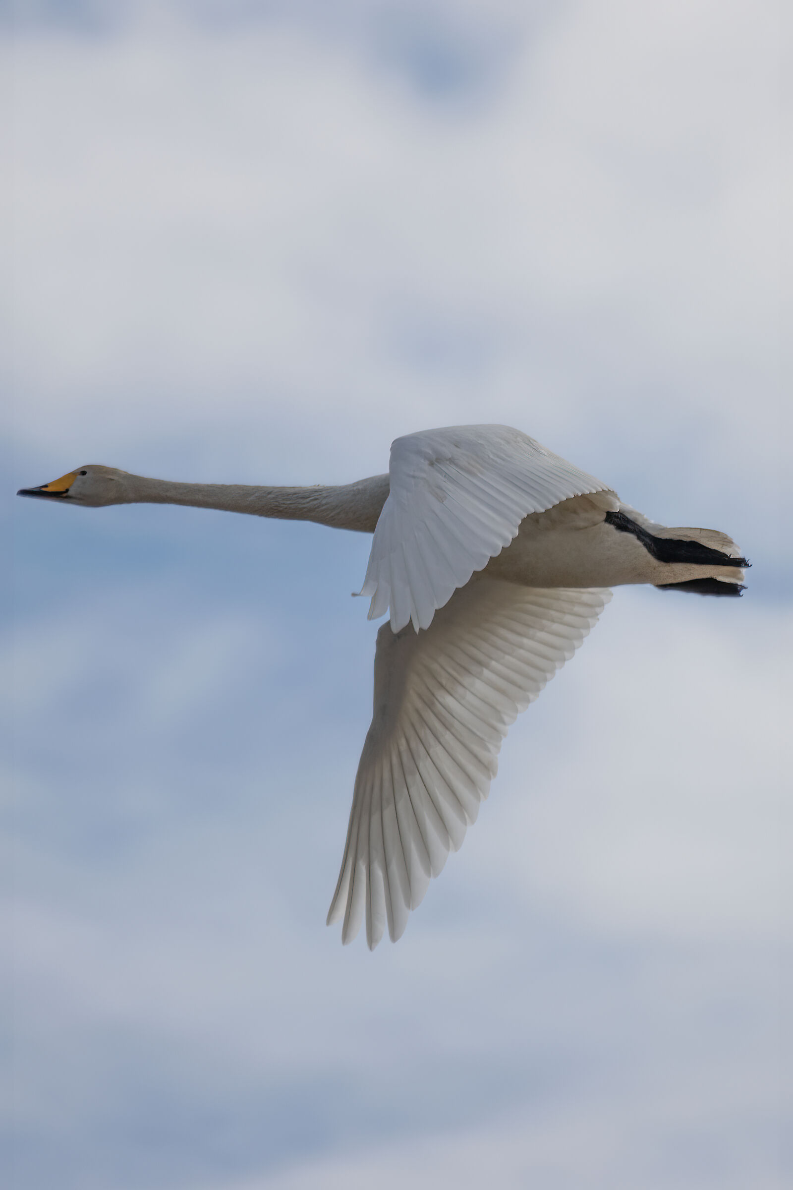 Cigno