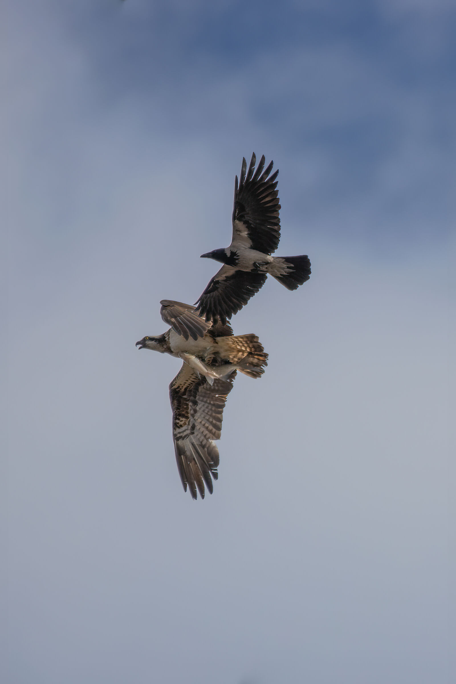 Falco Pescatore