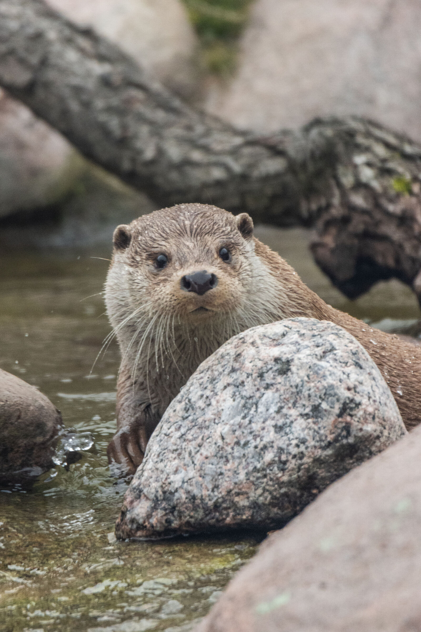 Lontra