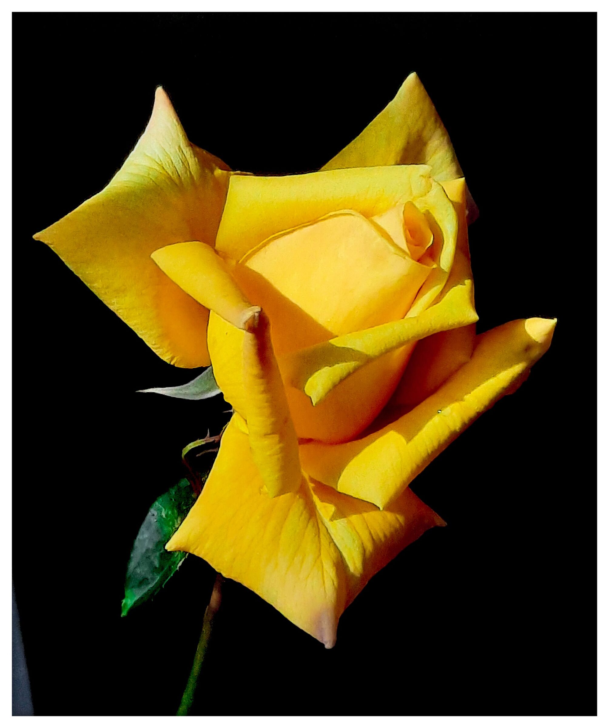 Rosa