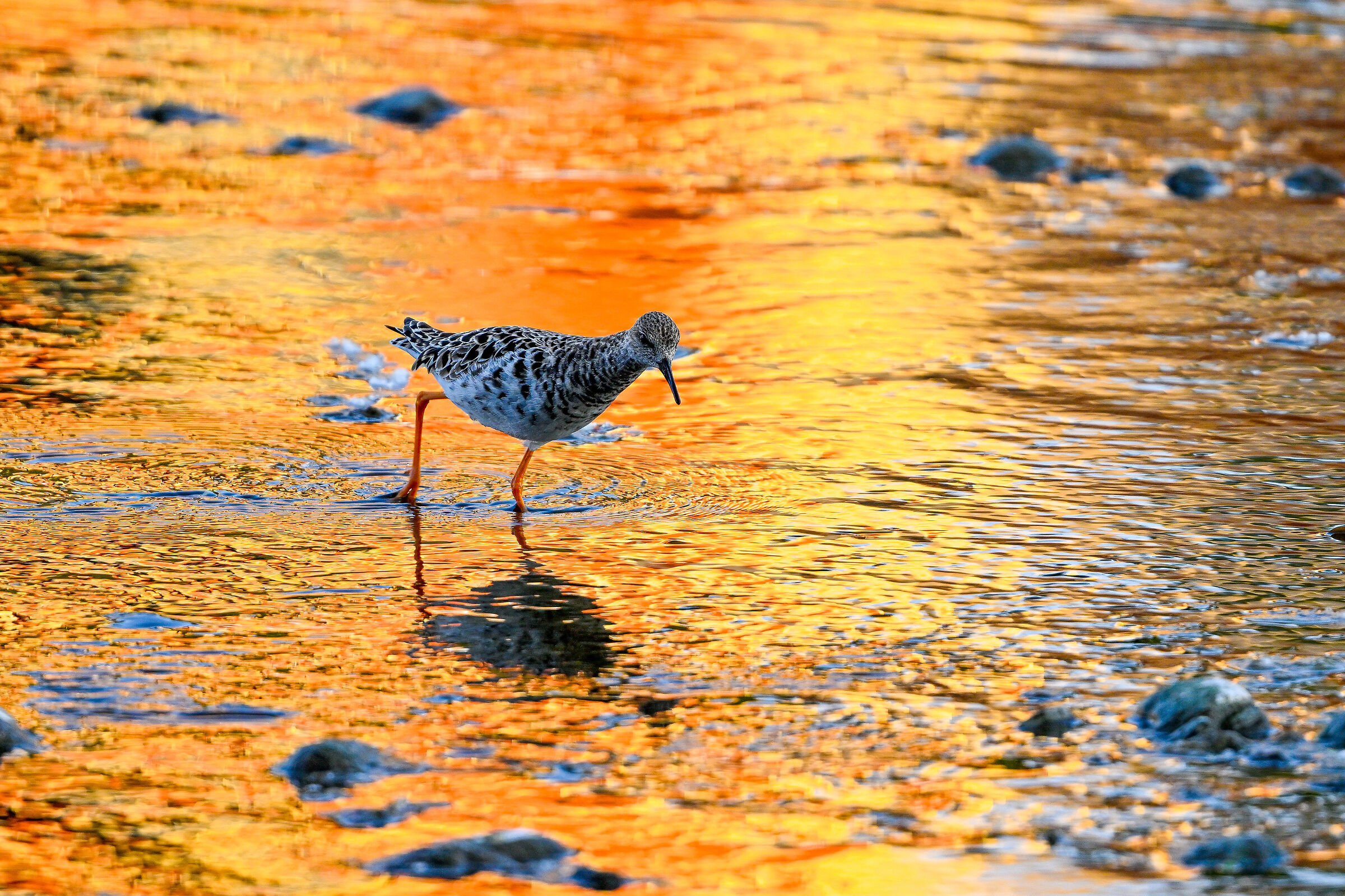 Redshank