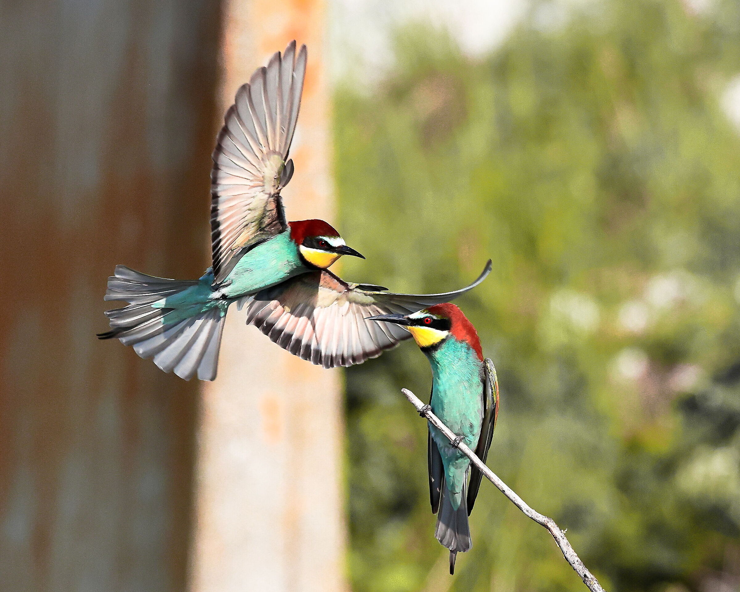 Bee-eaters.