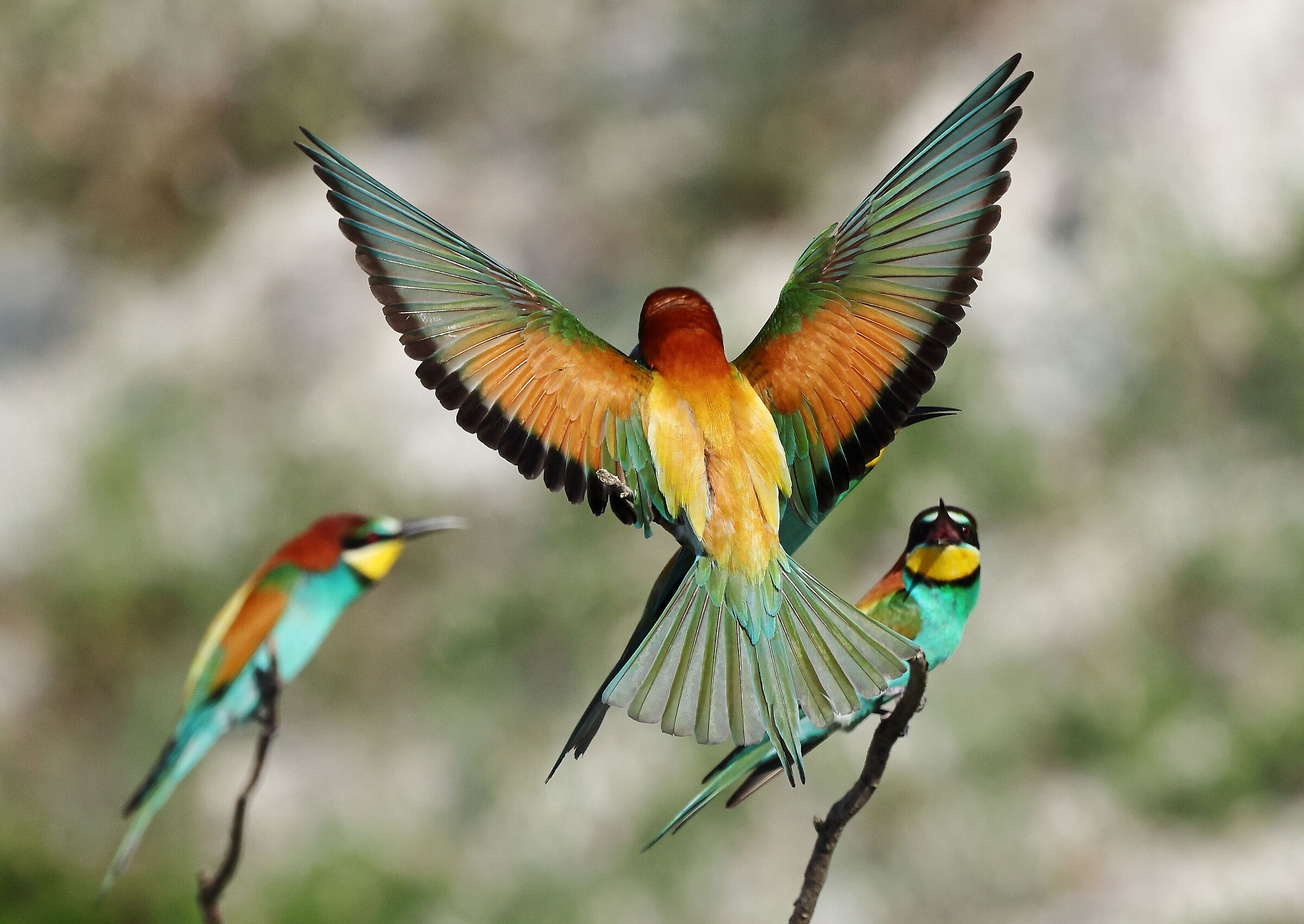 Bee-eaters.