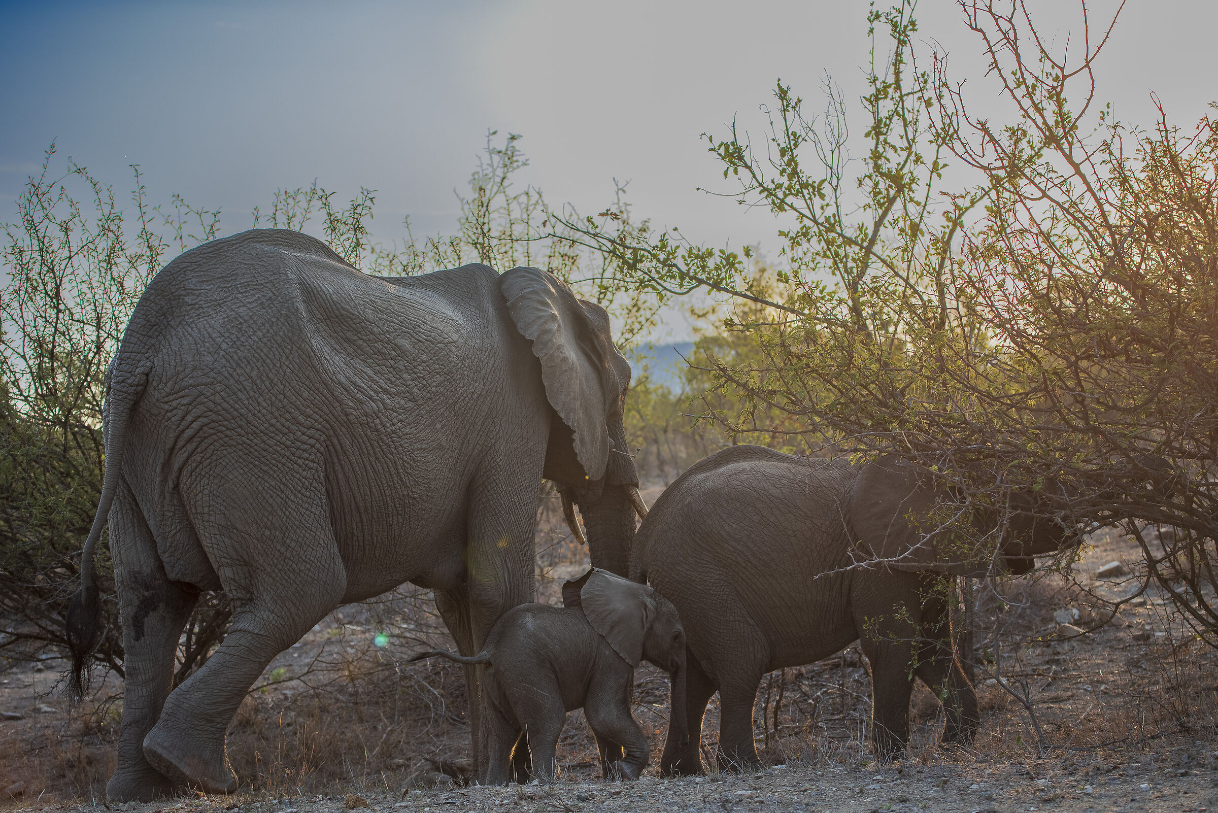 Elefante