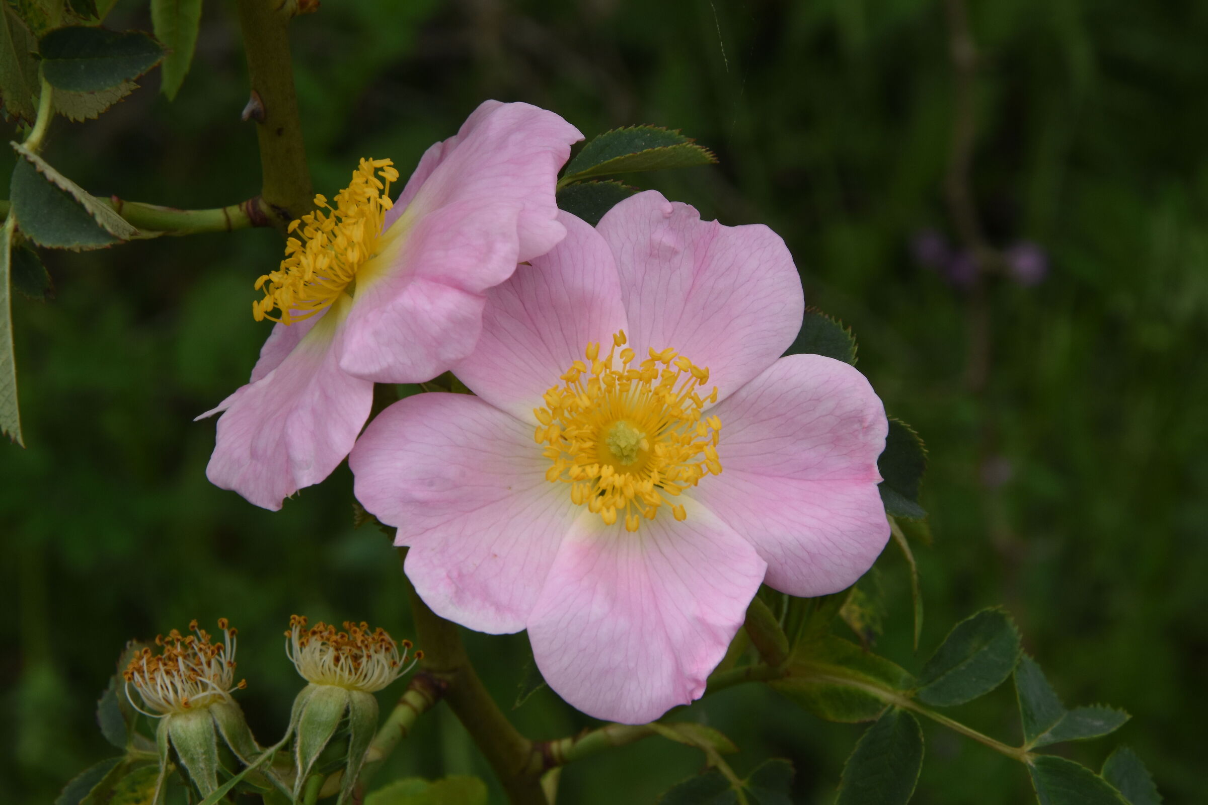 Rosa Canina