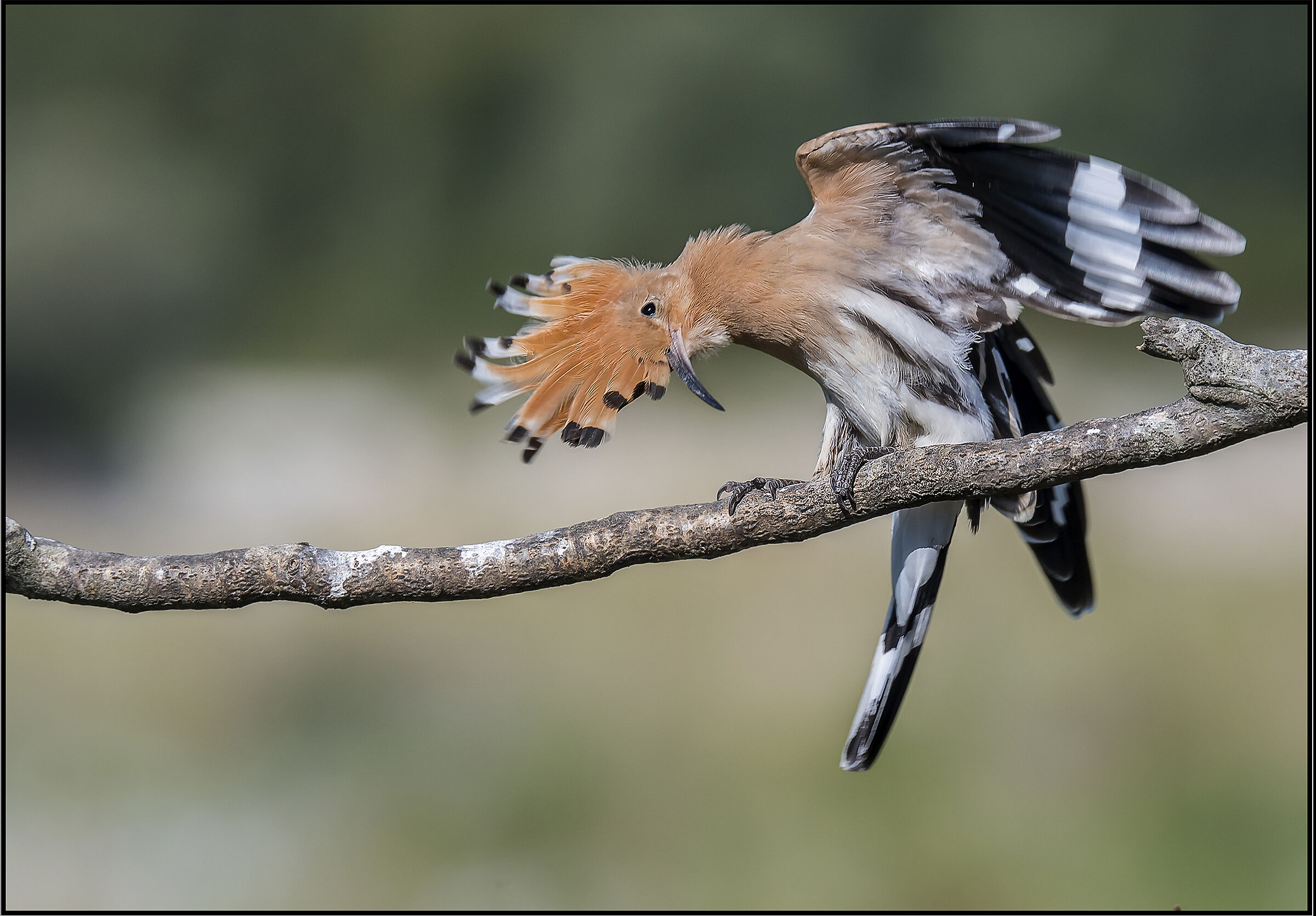 Un bell'inchino... (Upupa)