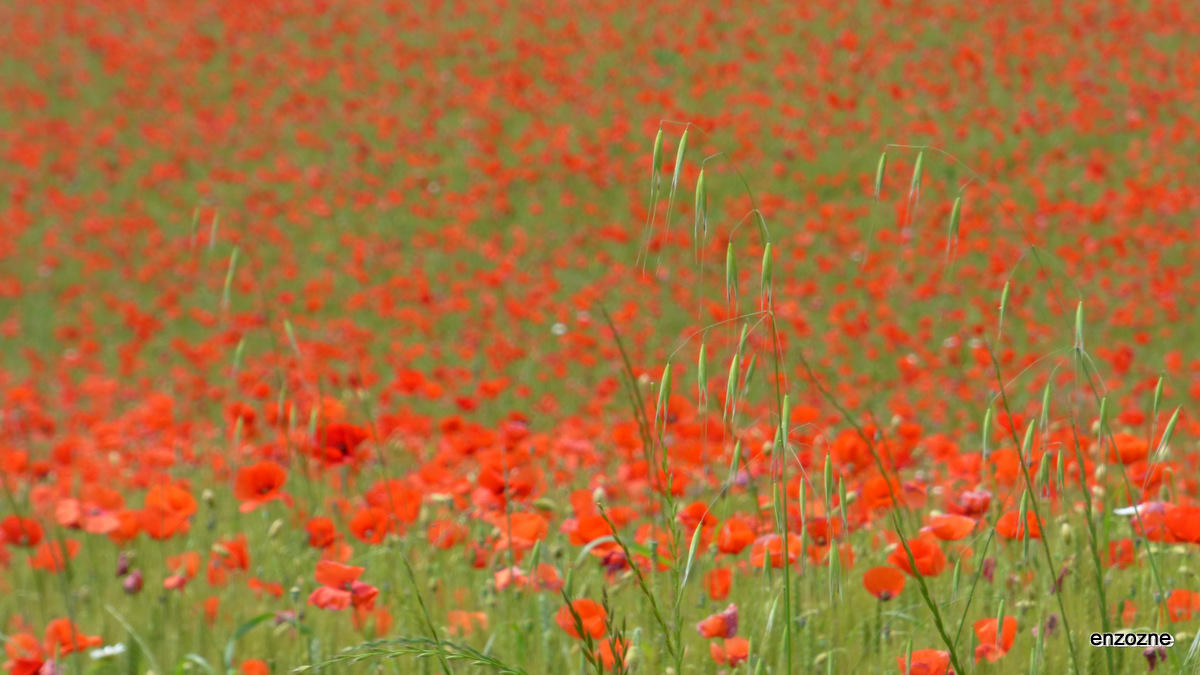 rosso colore
