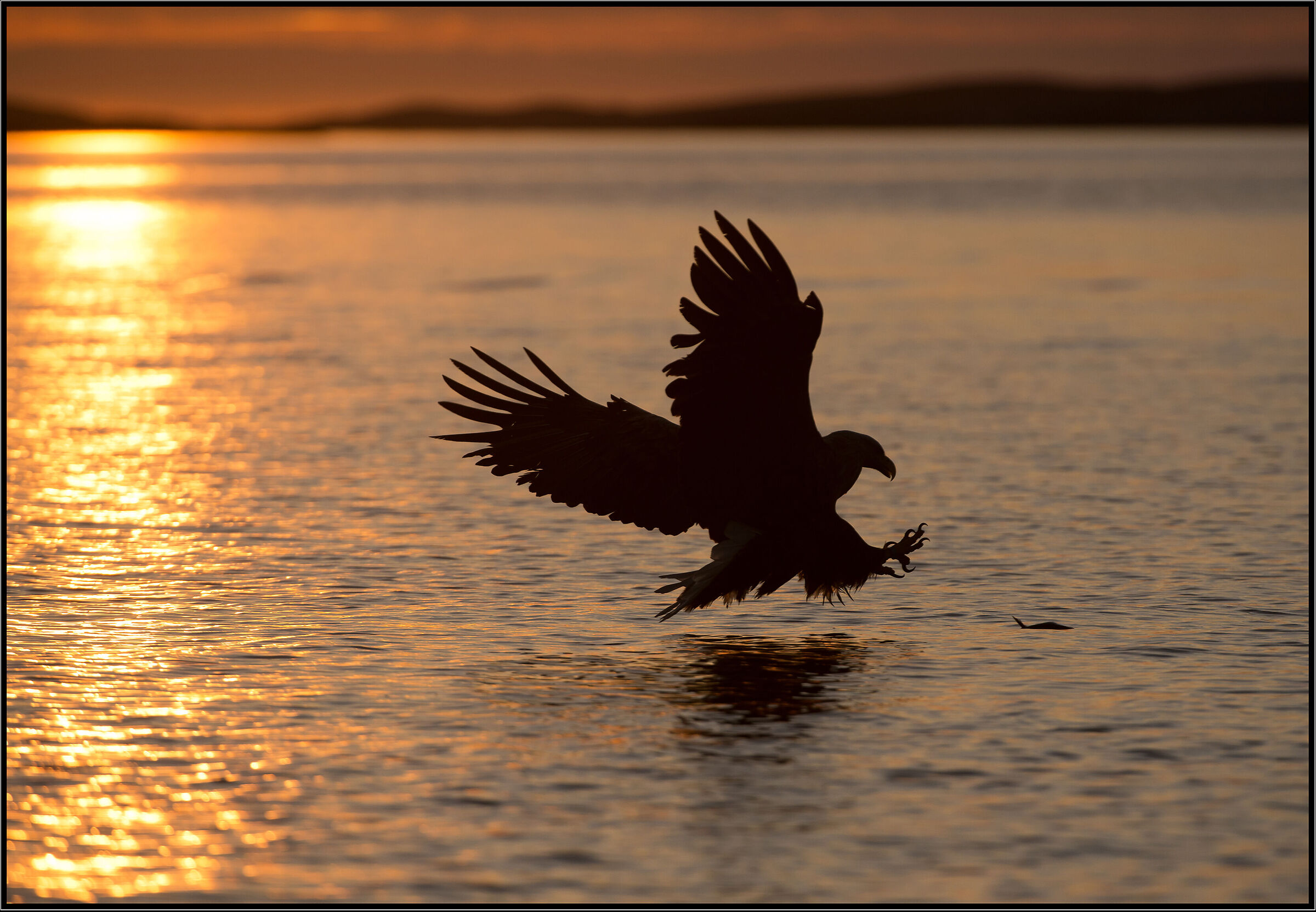 Aquila di mare codabianca