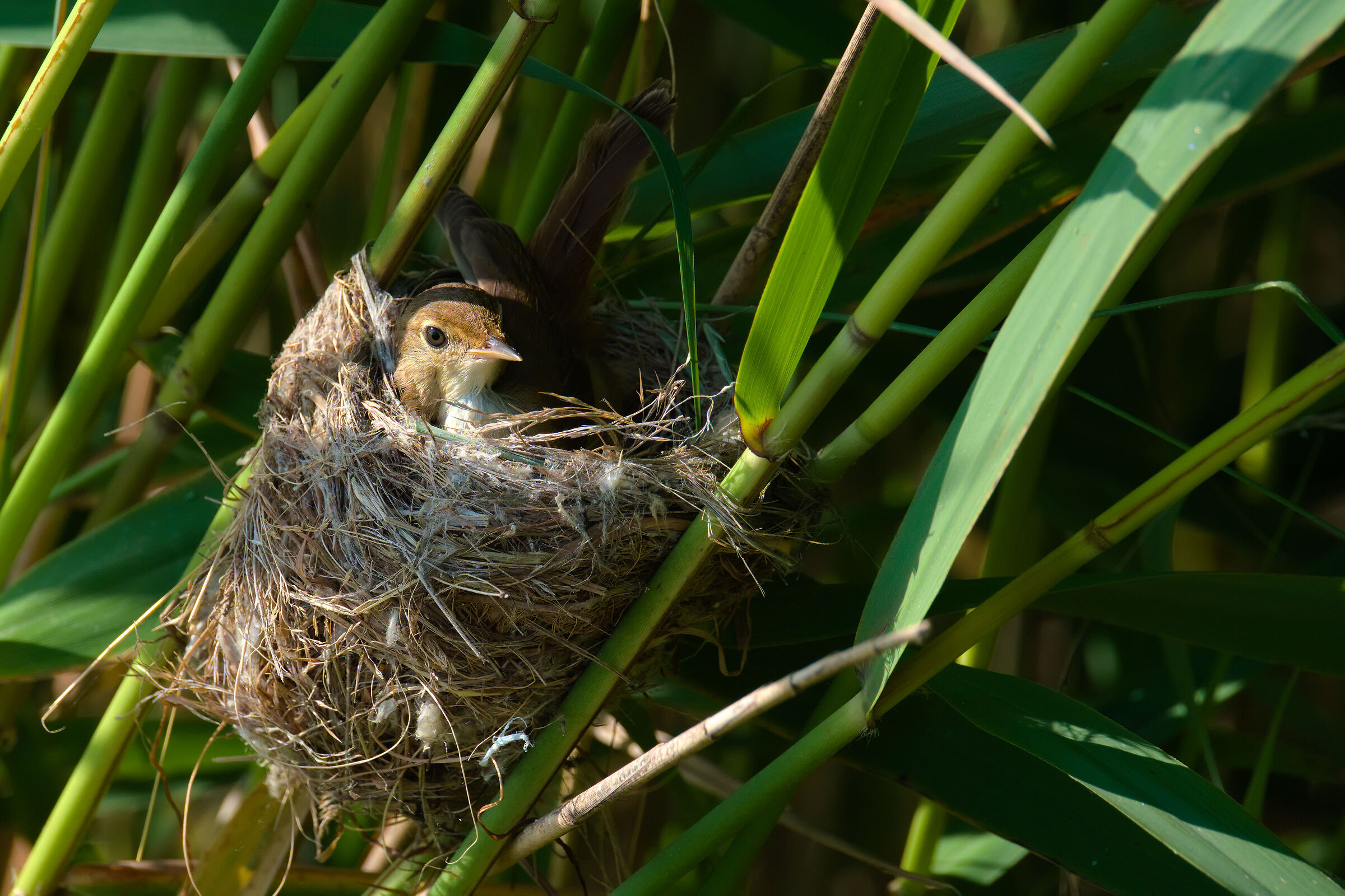 Reed warbler