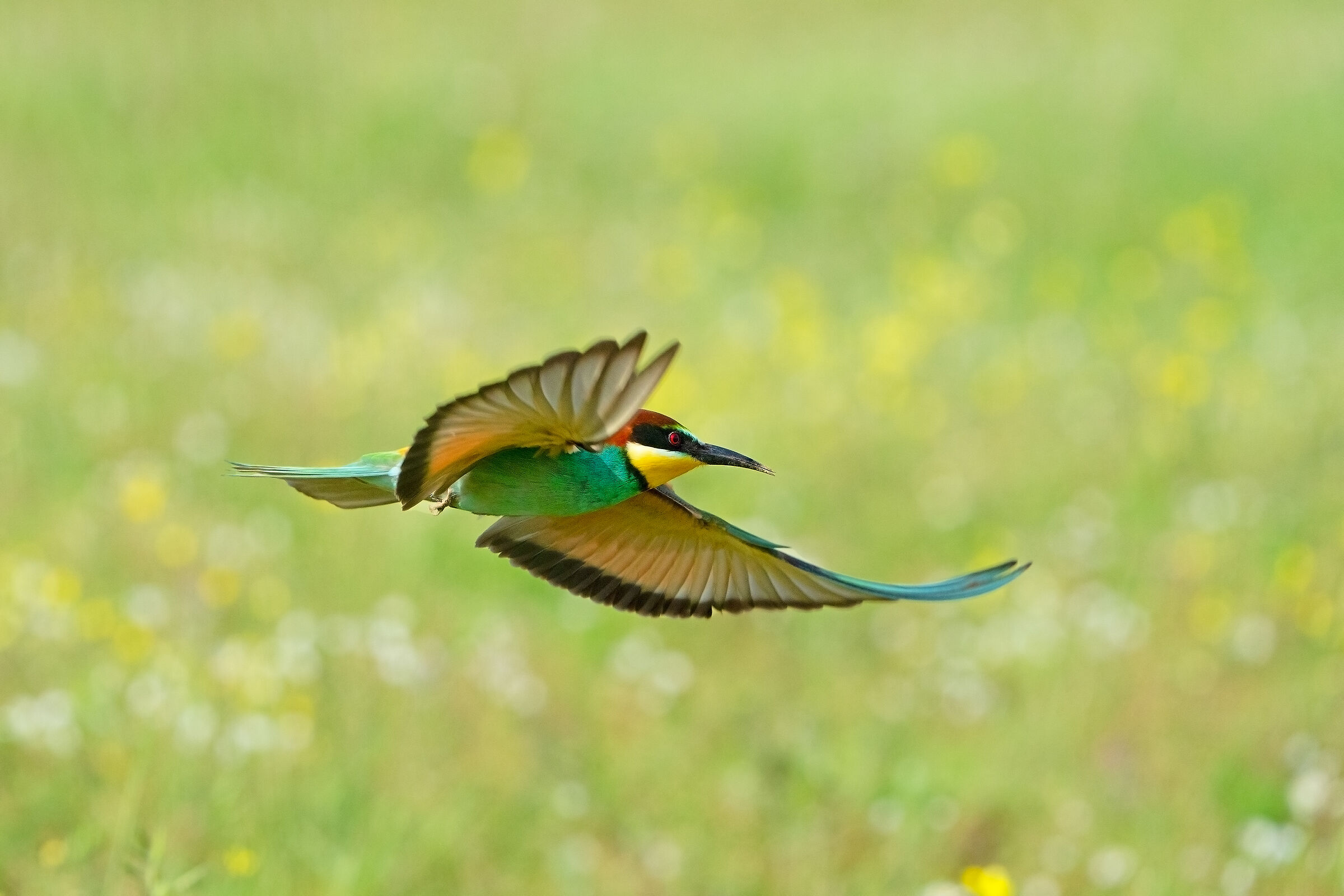 Volando sulla primavera