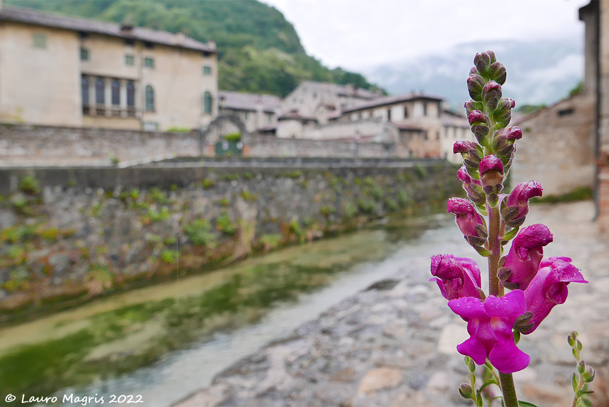 Snapdragon on the meschio