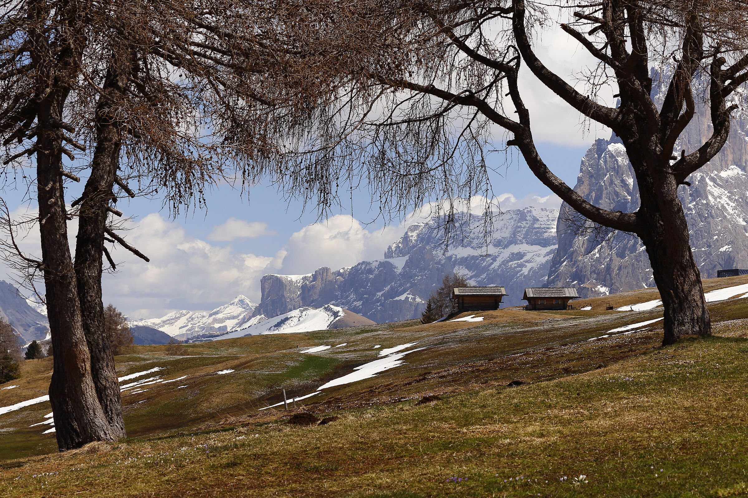 View among the trees