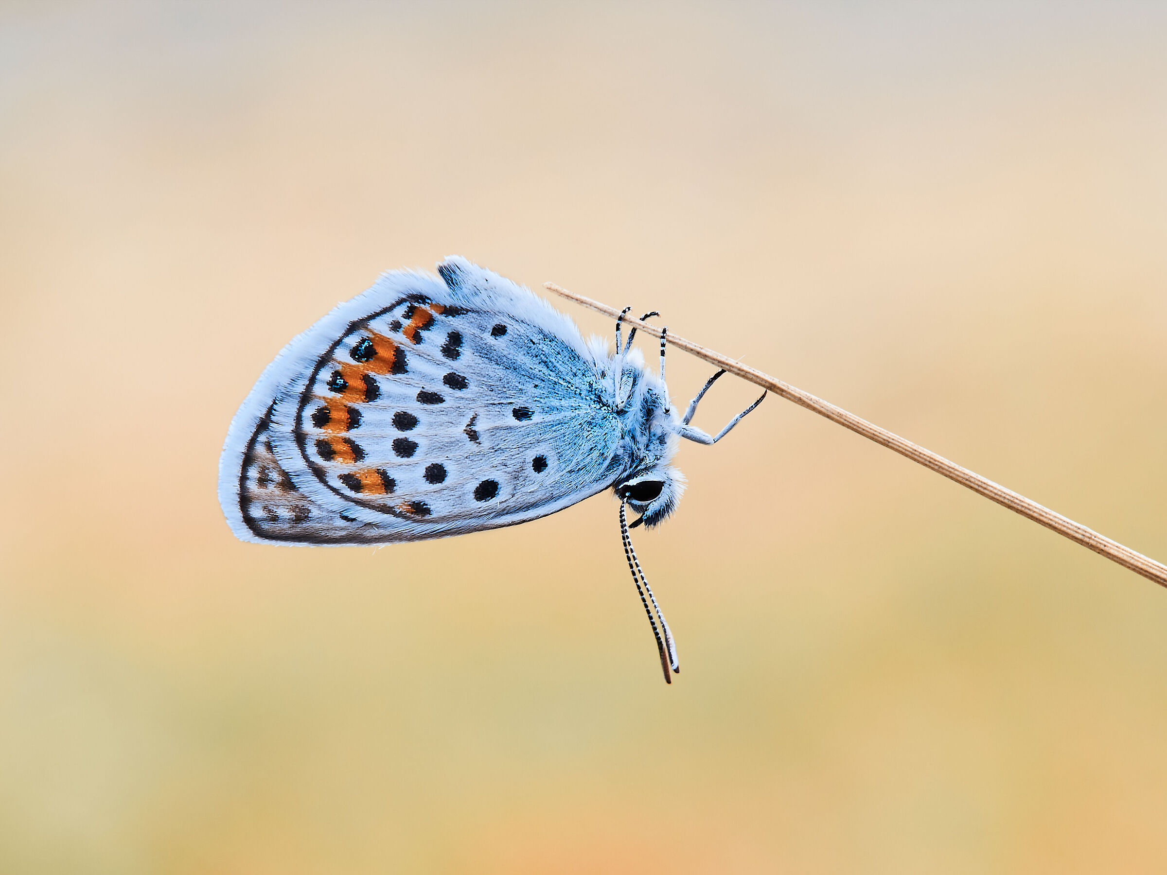 silver-studded blue
