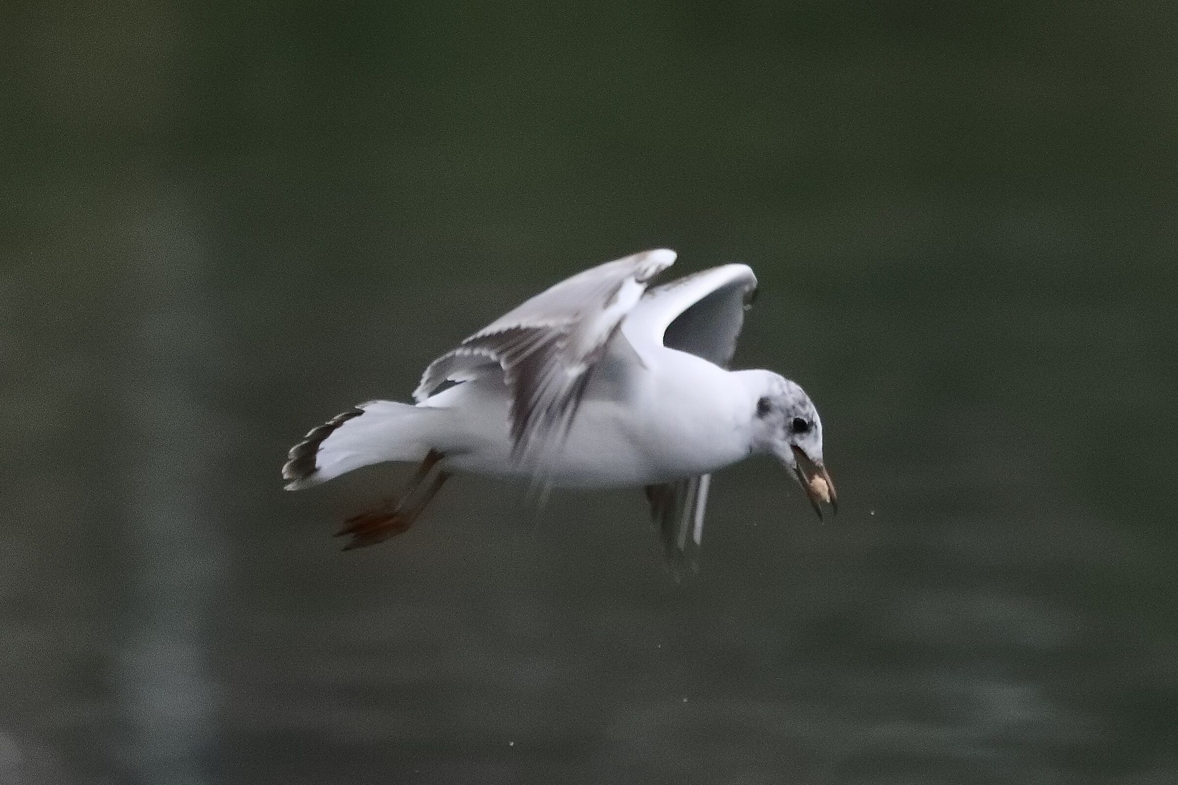 gabbiano terrestre 23-04-2022