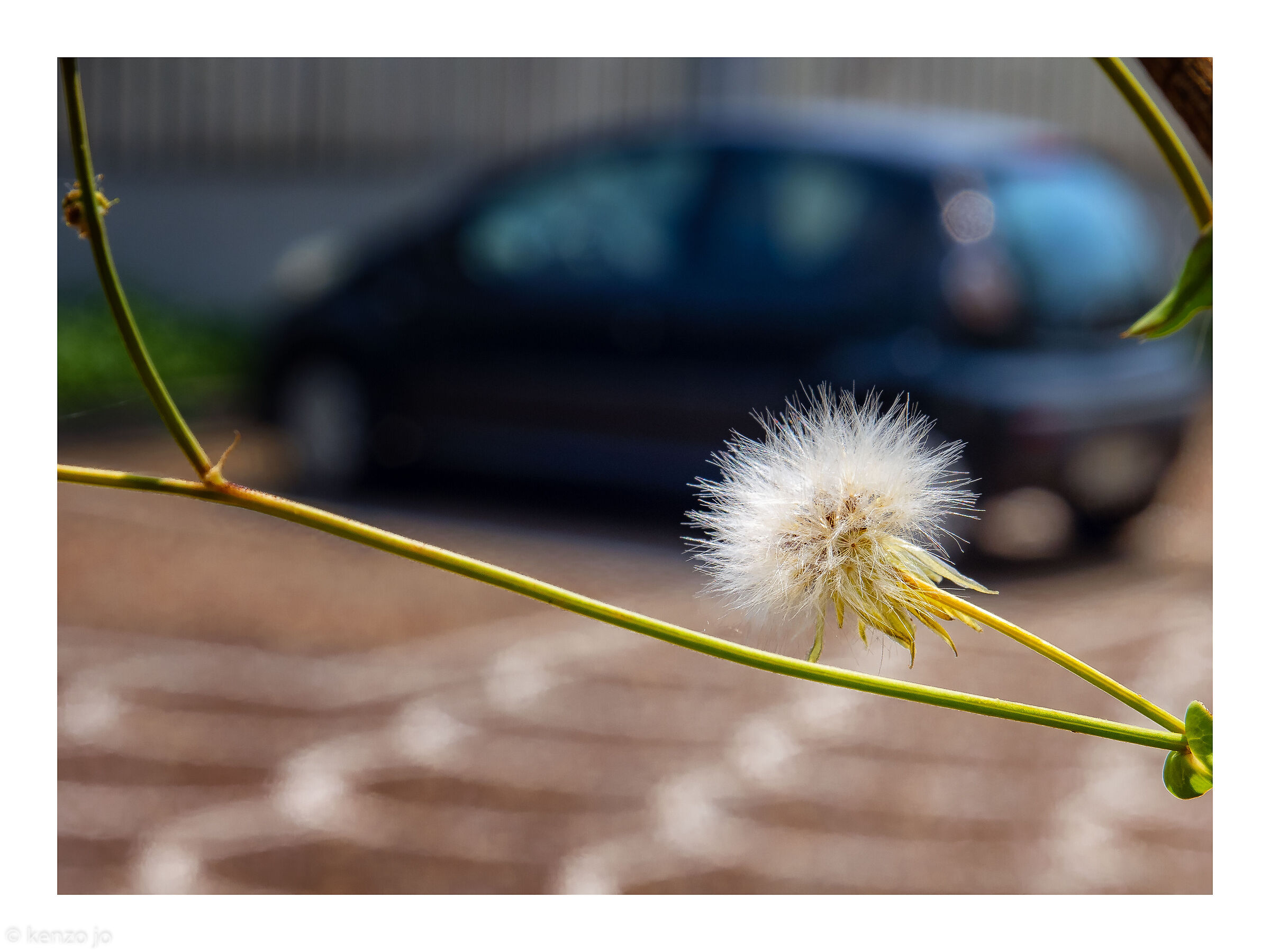 Poesia semplice