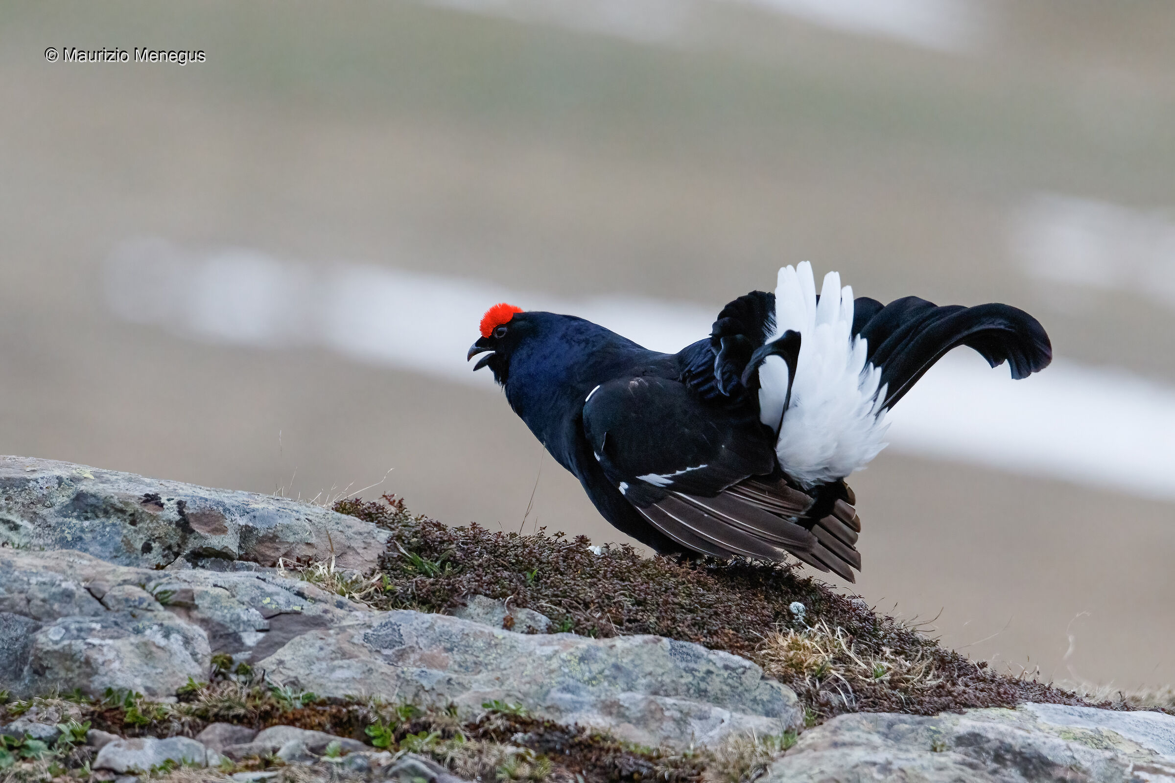 Gallo forcello - Dolomiti