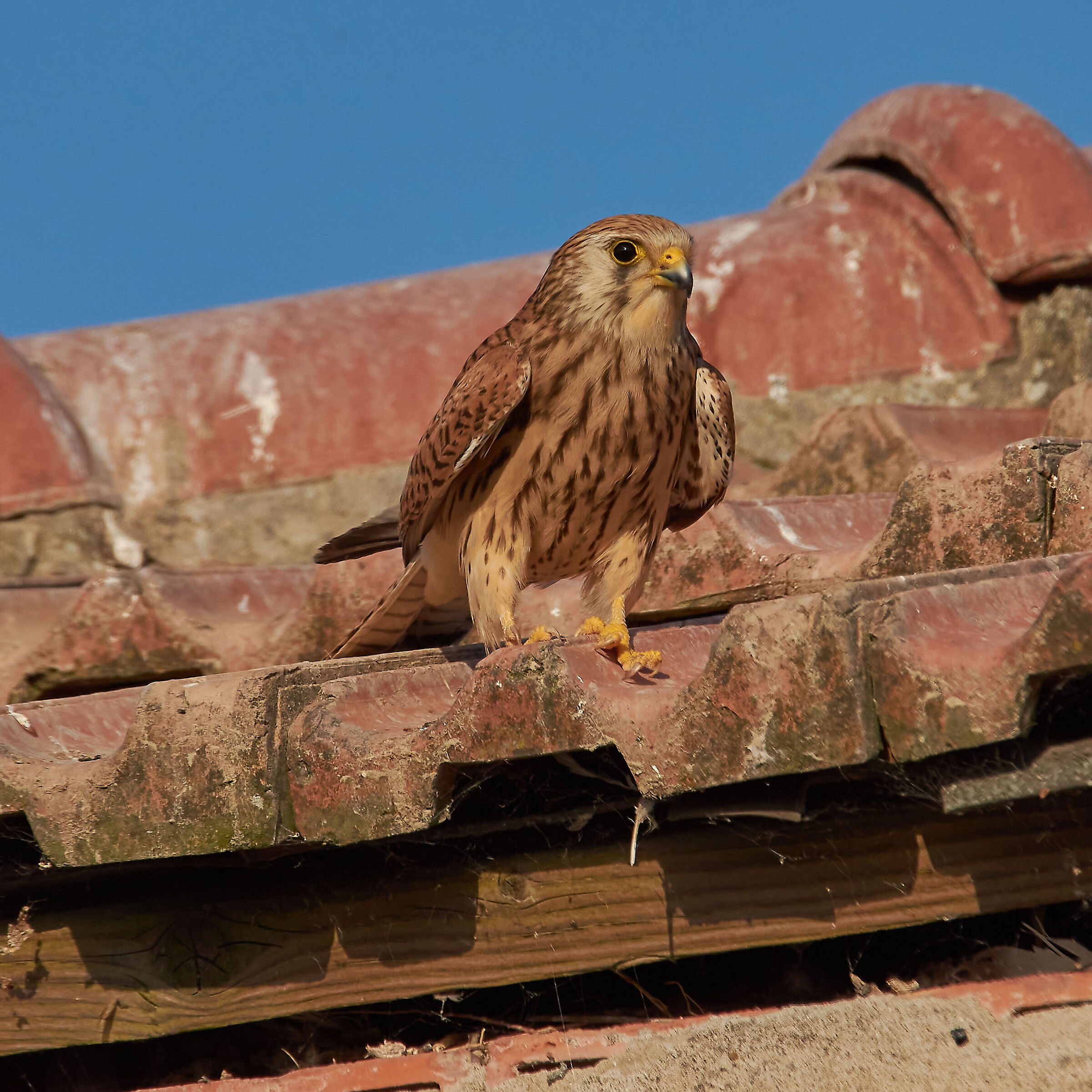 Kestrel F