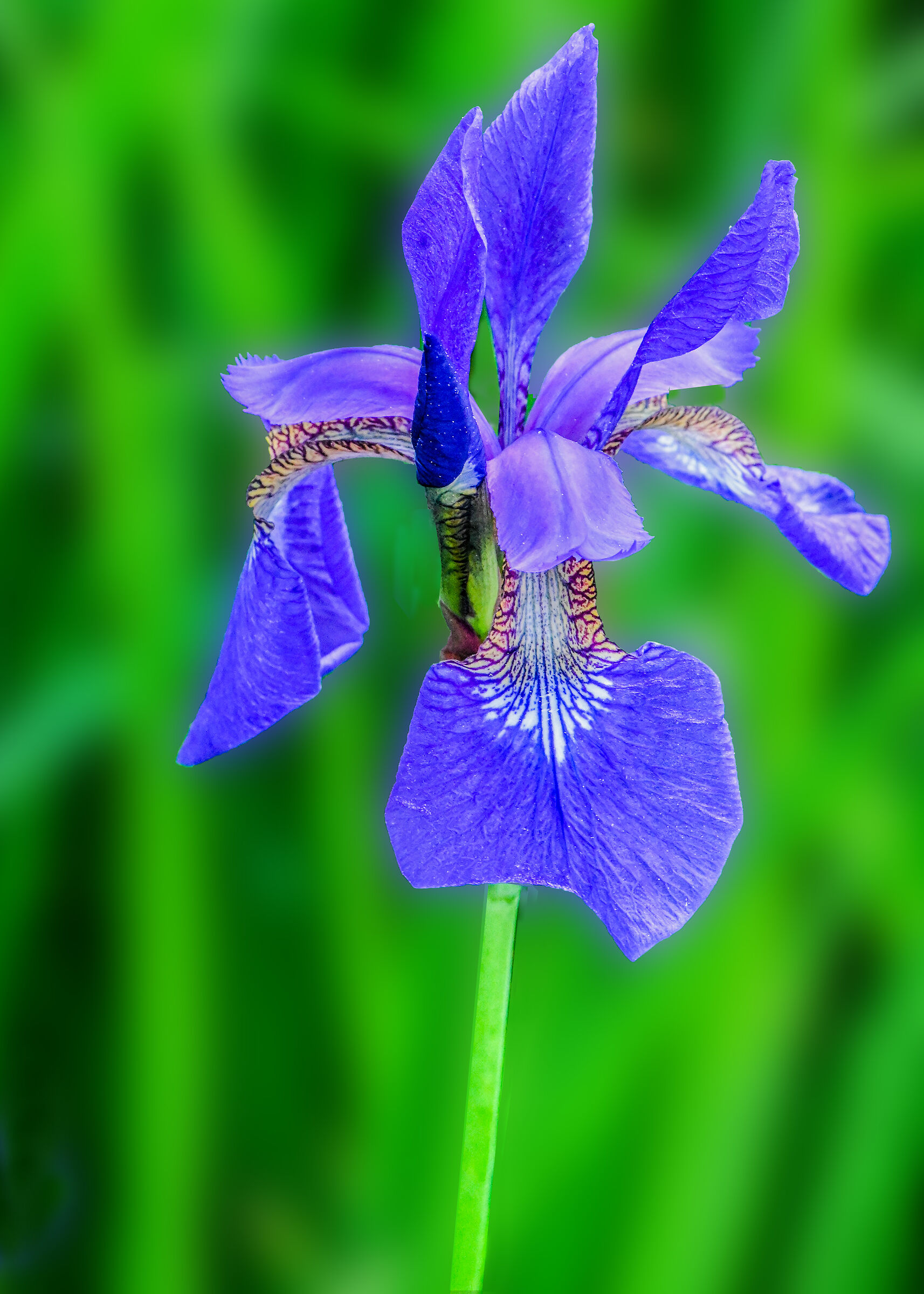 Iris