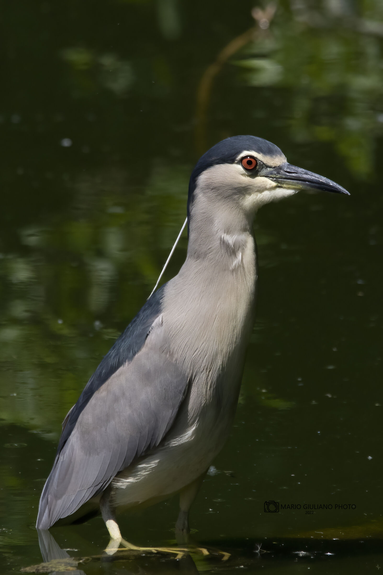 Nitticora