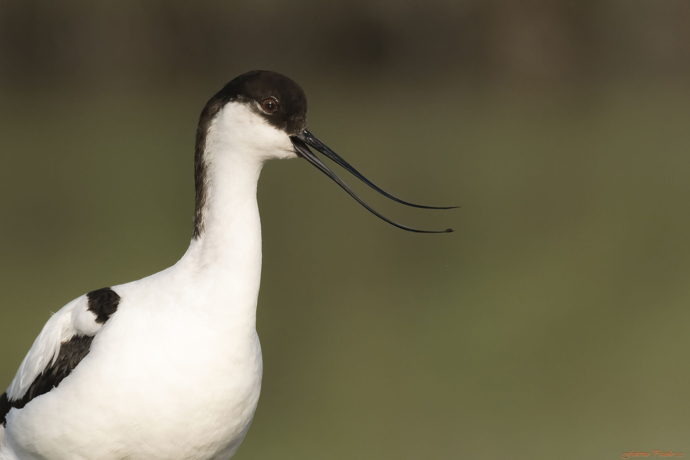 Avocet
