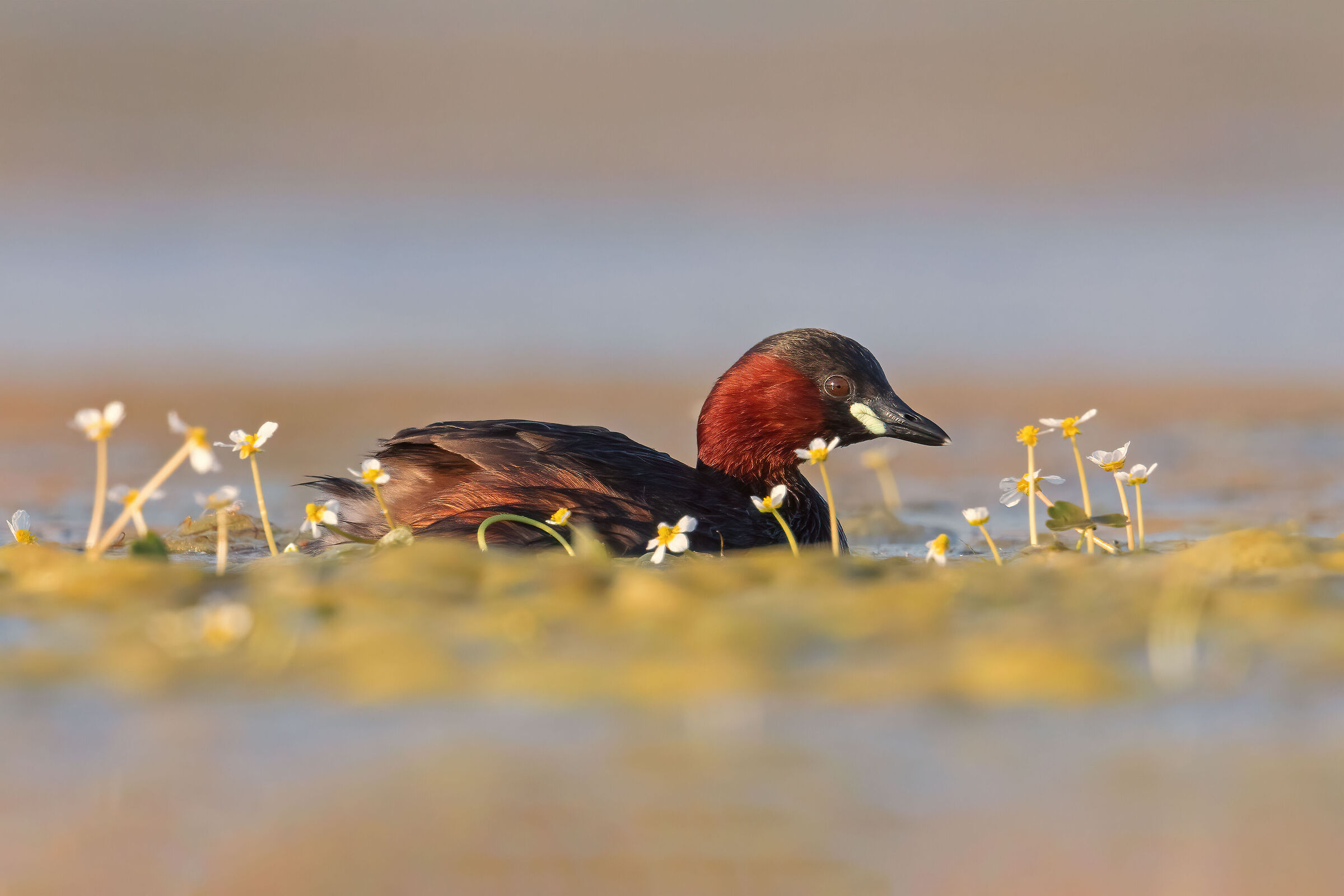 Tuffetto e ranuncoli