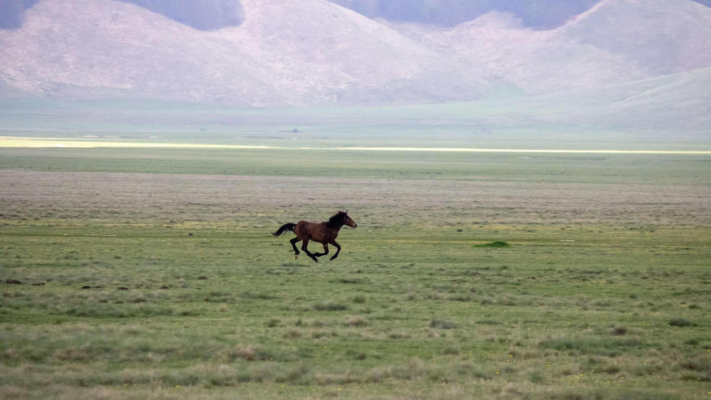 Galloping in the wind