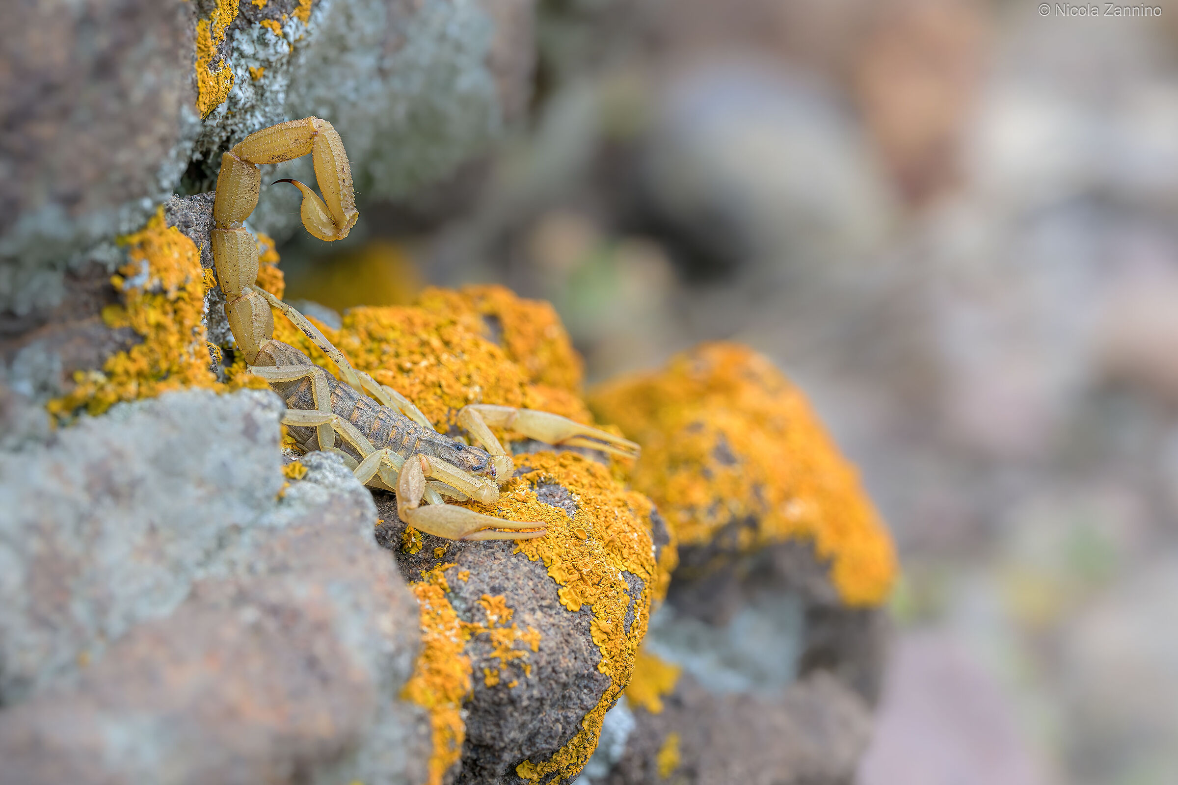 Mediterranean Checkered Scorpion