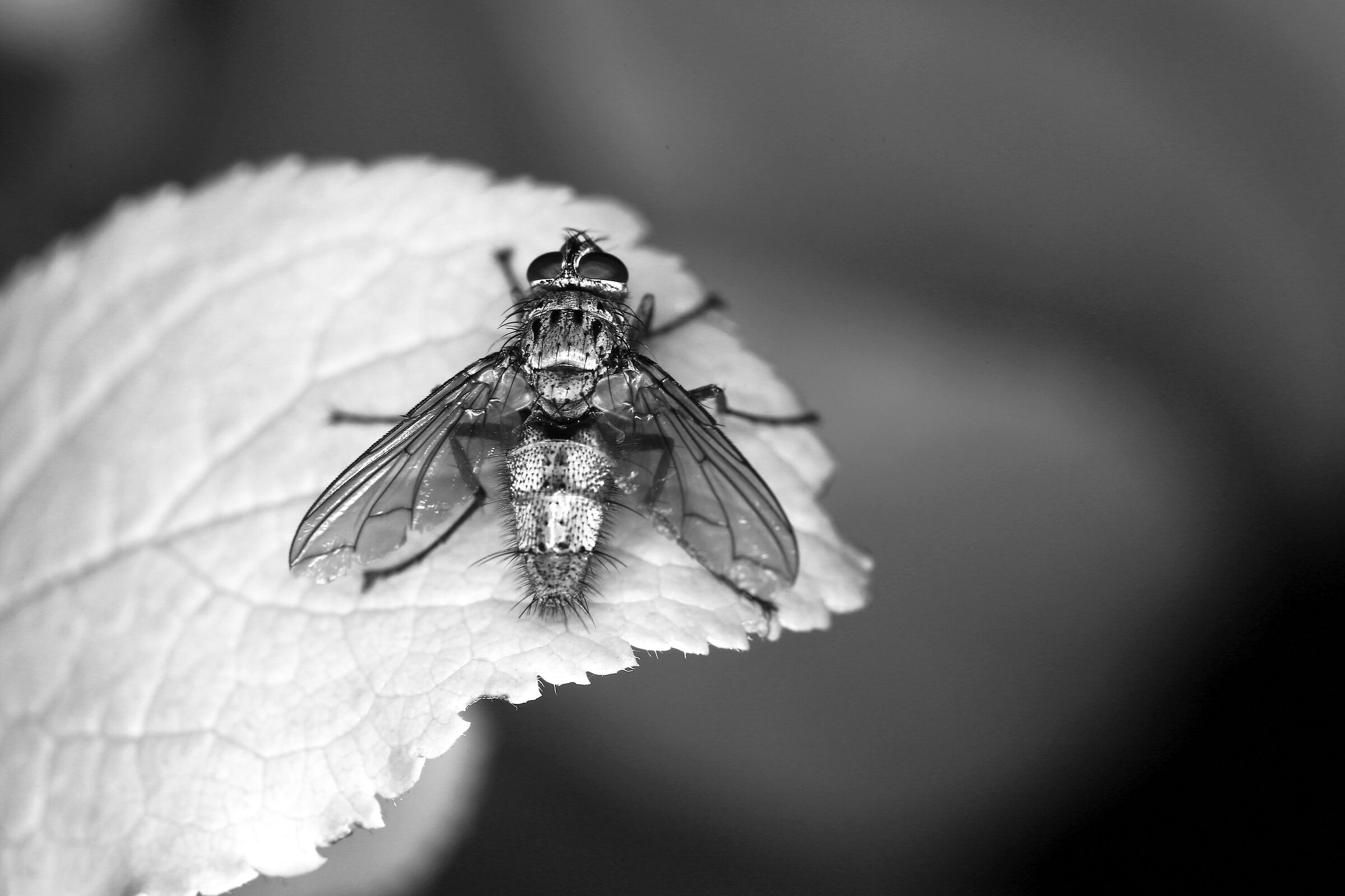 fly pause