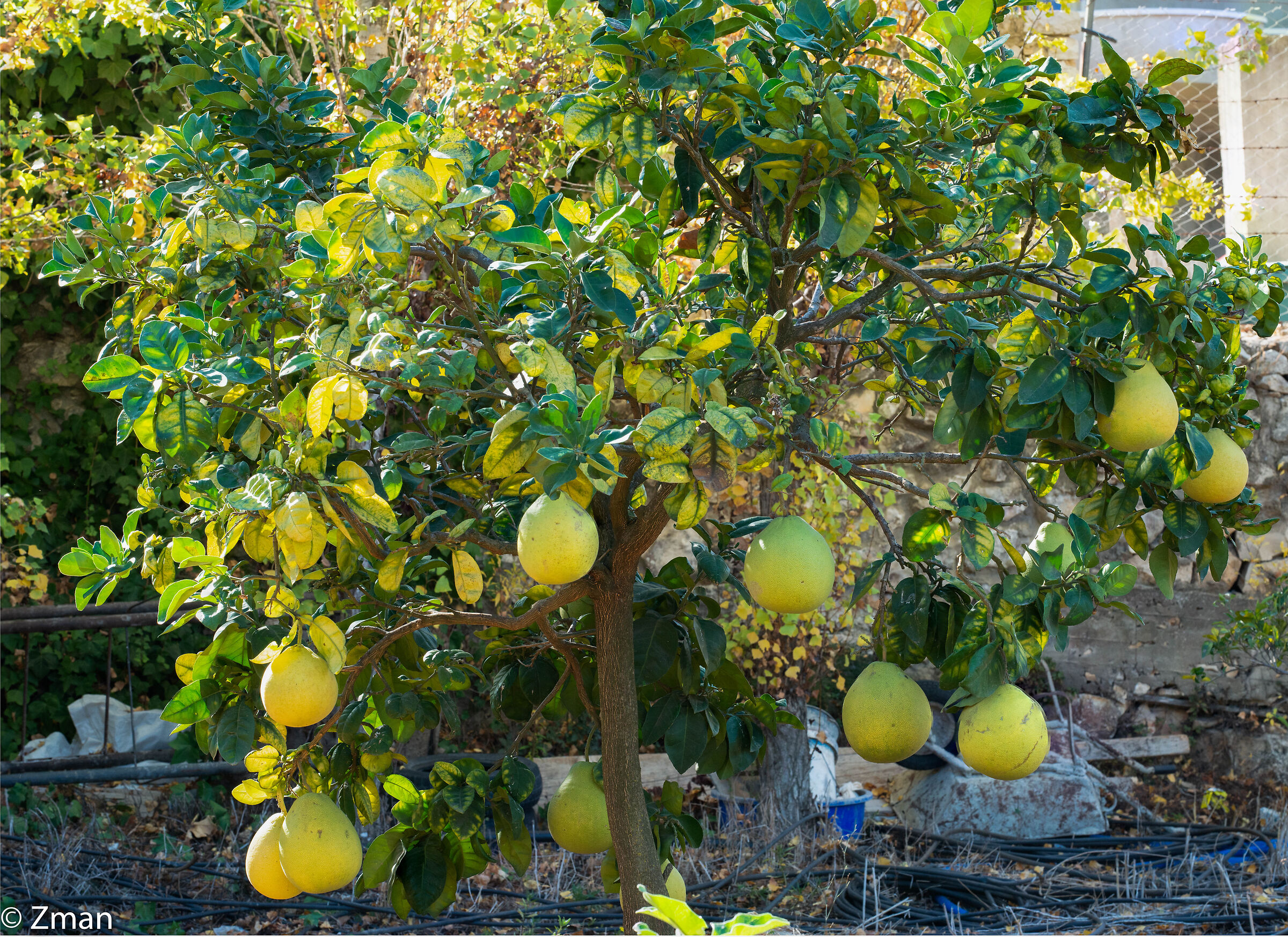 Citrus Tree