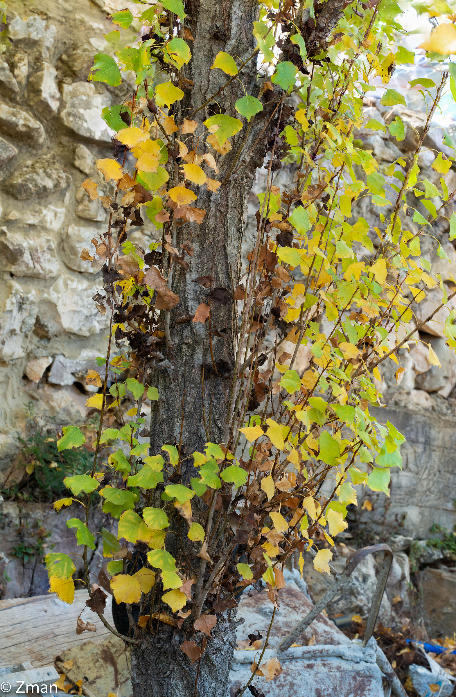 Autumn Colors