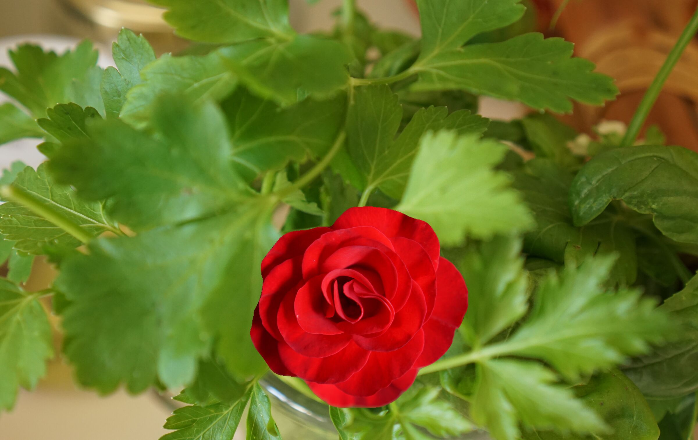rose