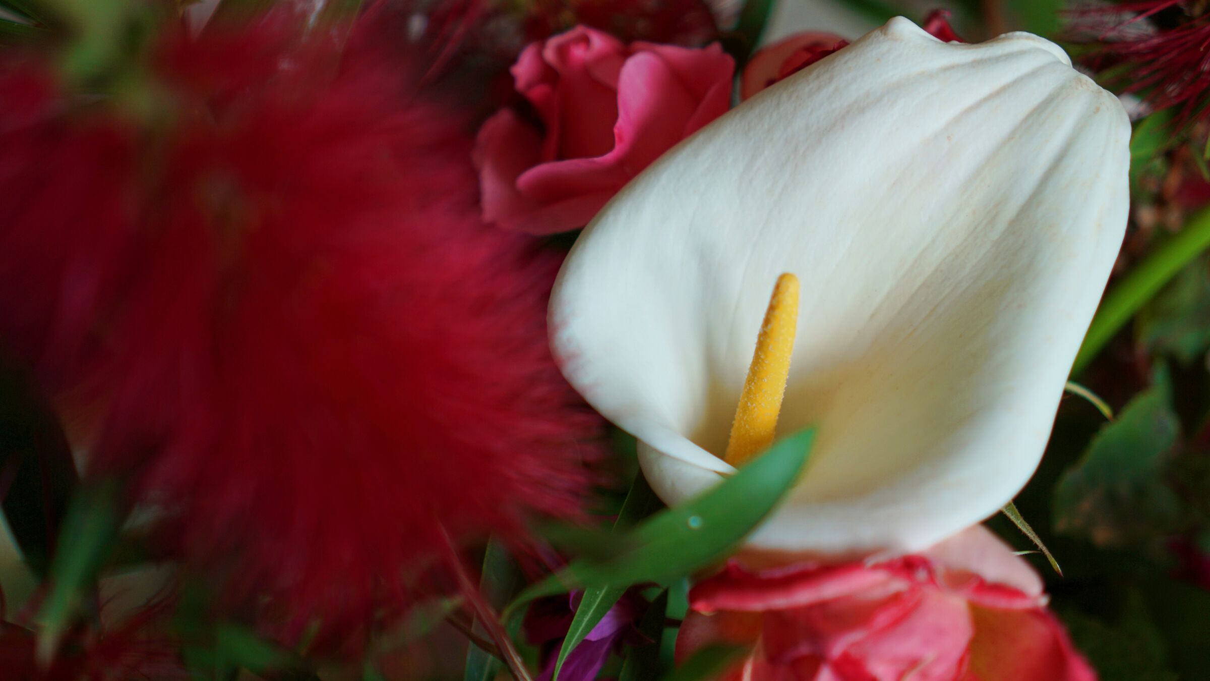 calla