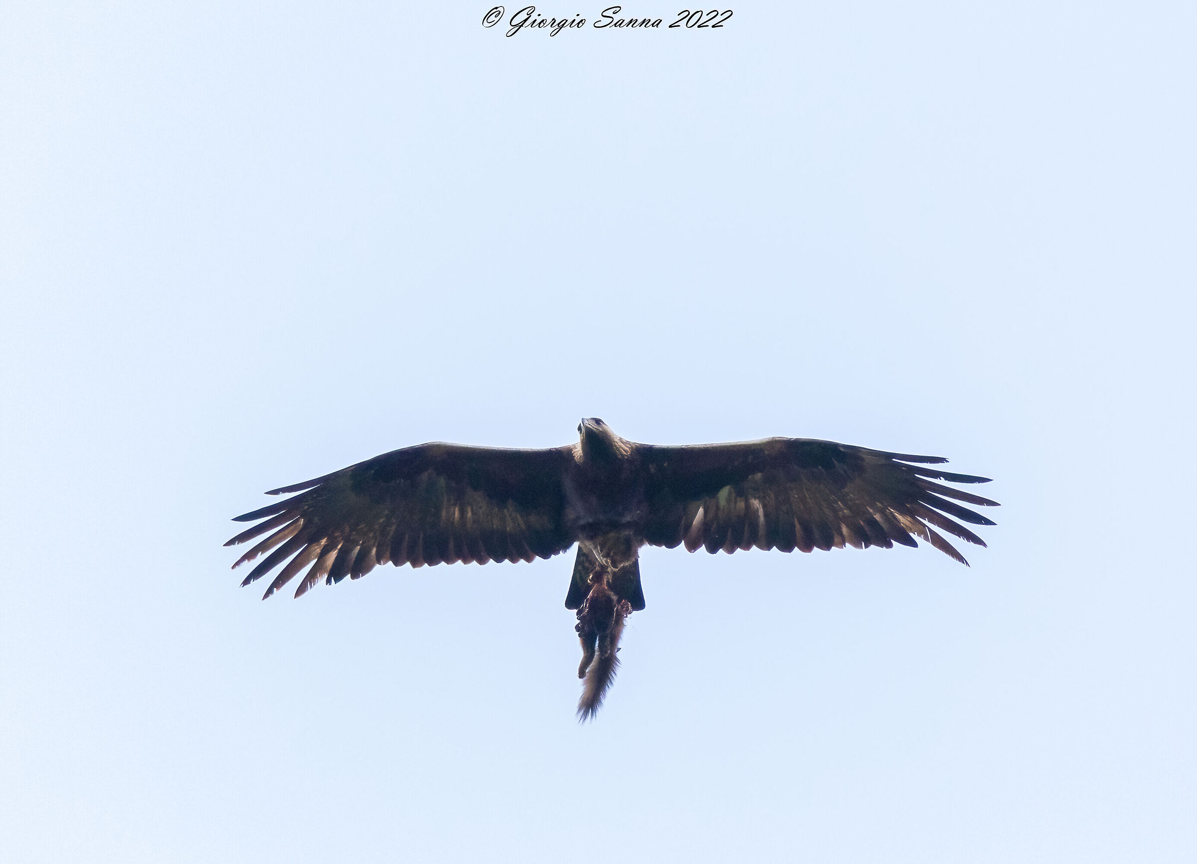 Golden eagle
