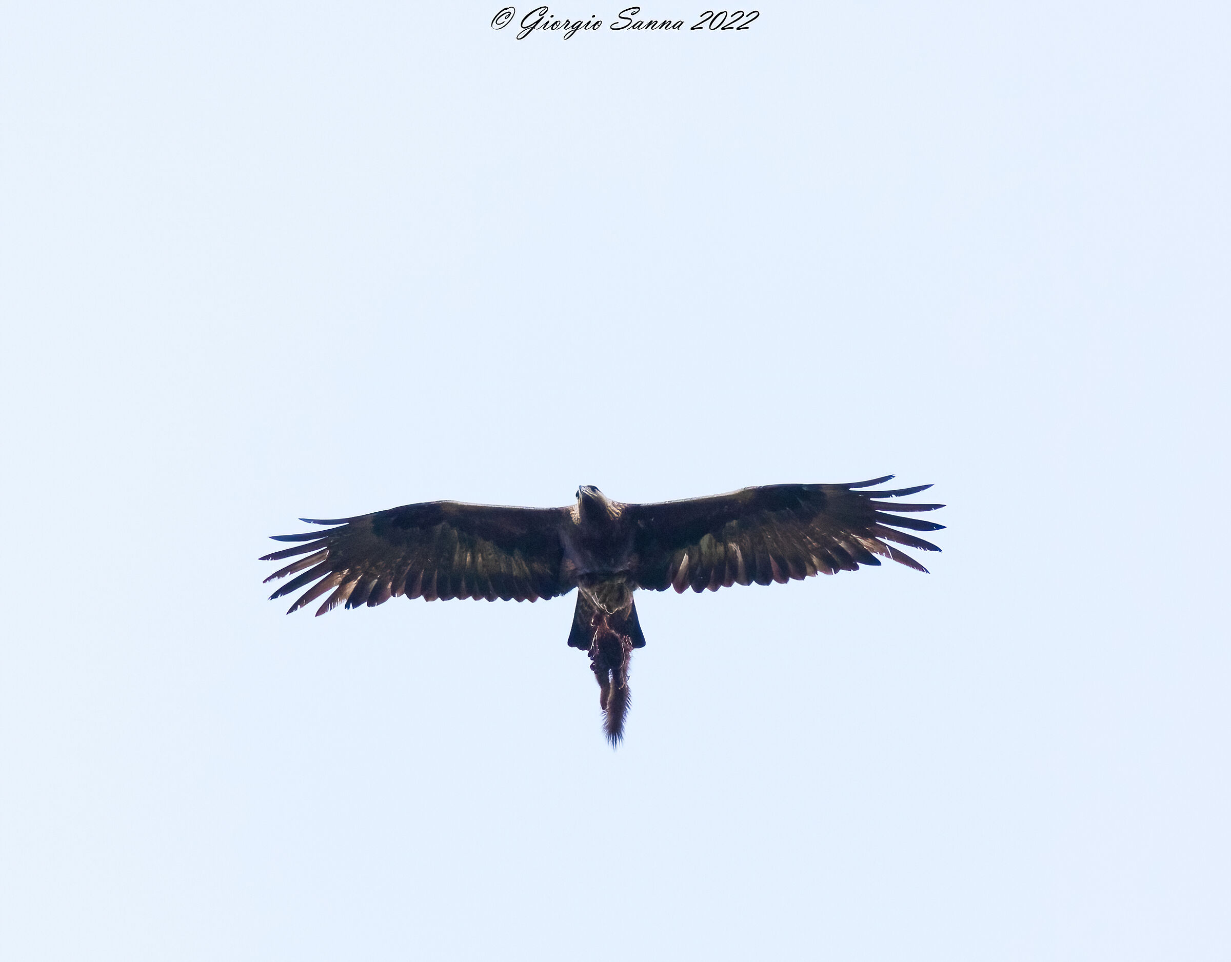 Golden eagle