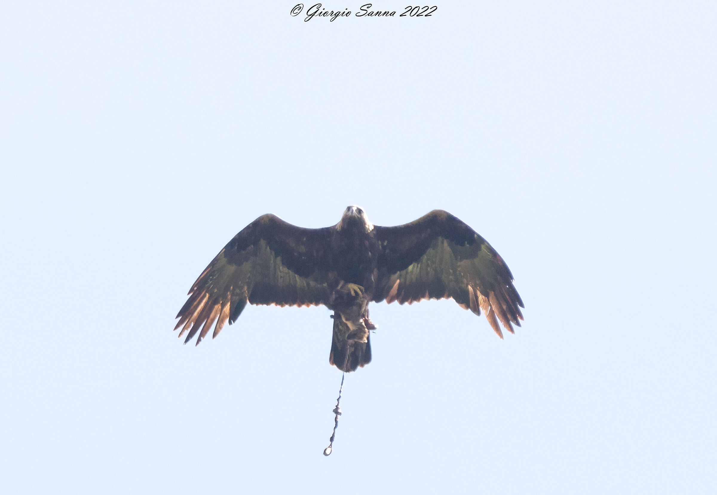 Golden eagle