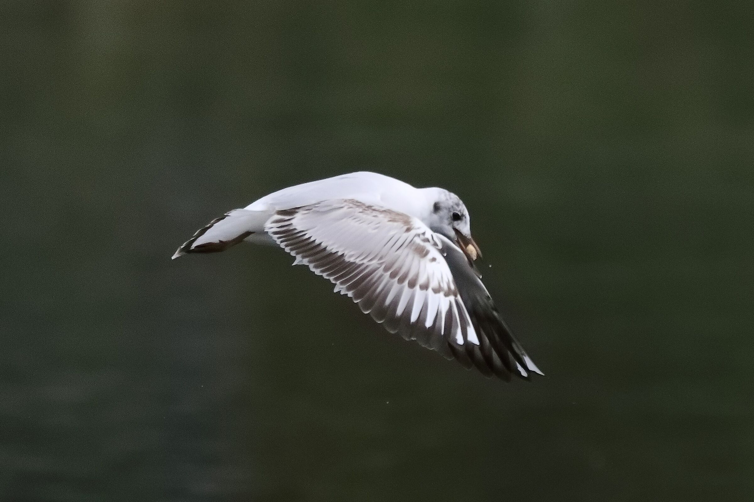 gabbiano terrestre 23-04-2022