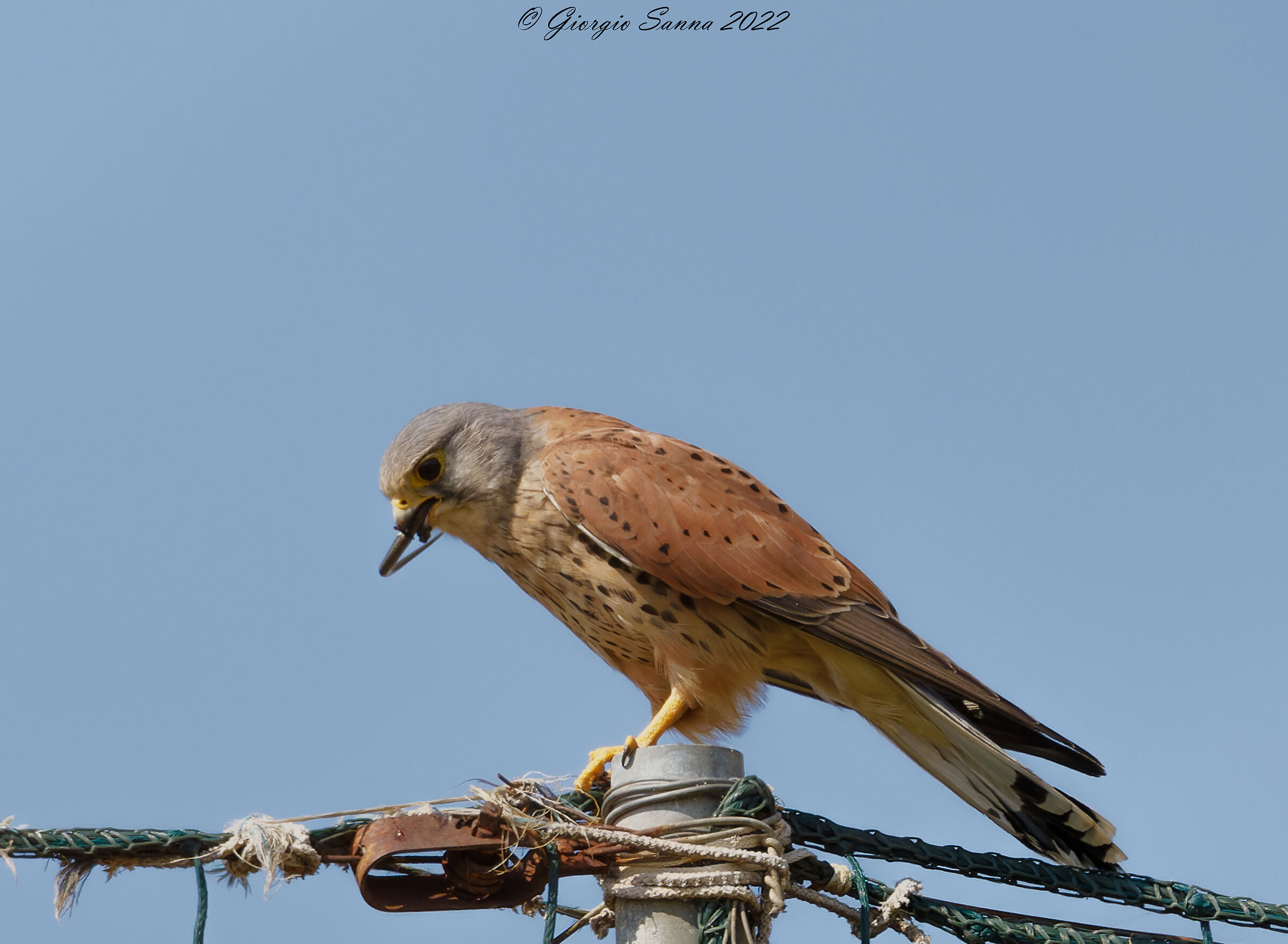 Kestrel