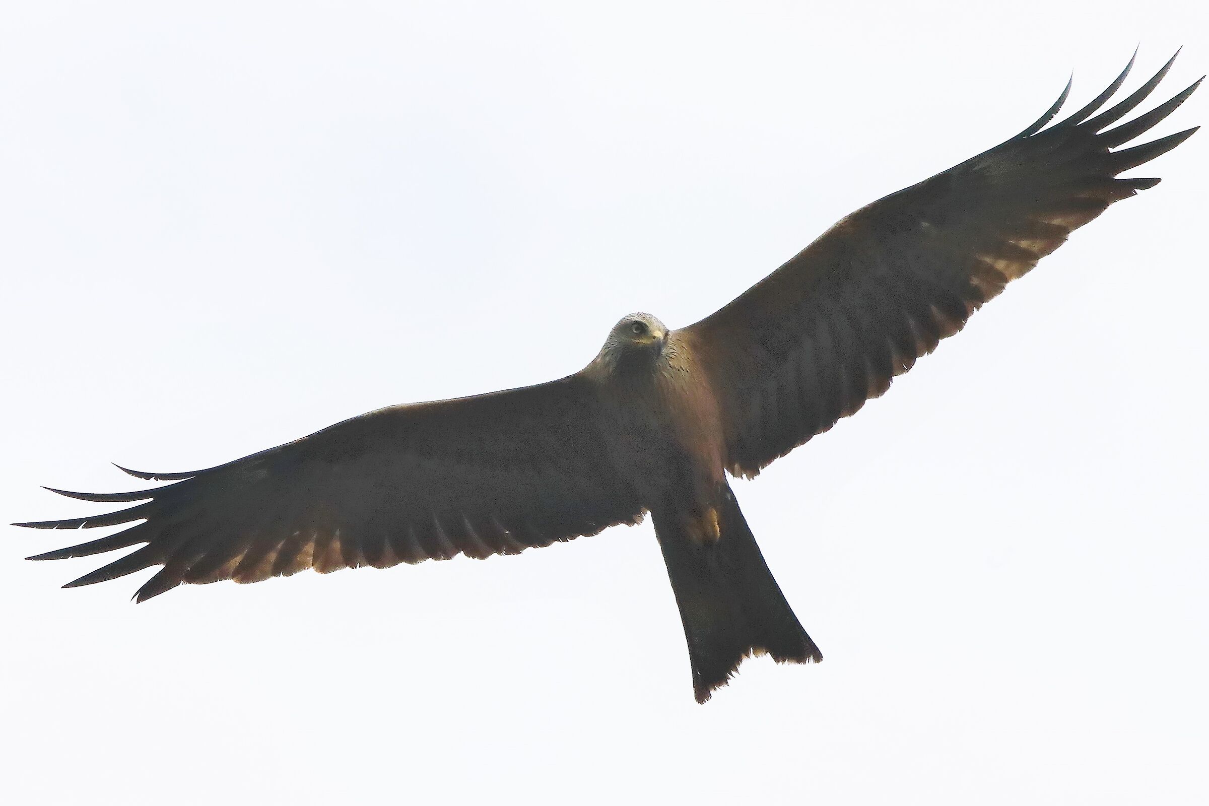 Black kite 24-04-2022